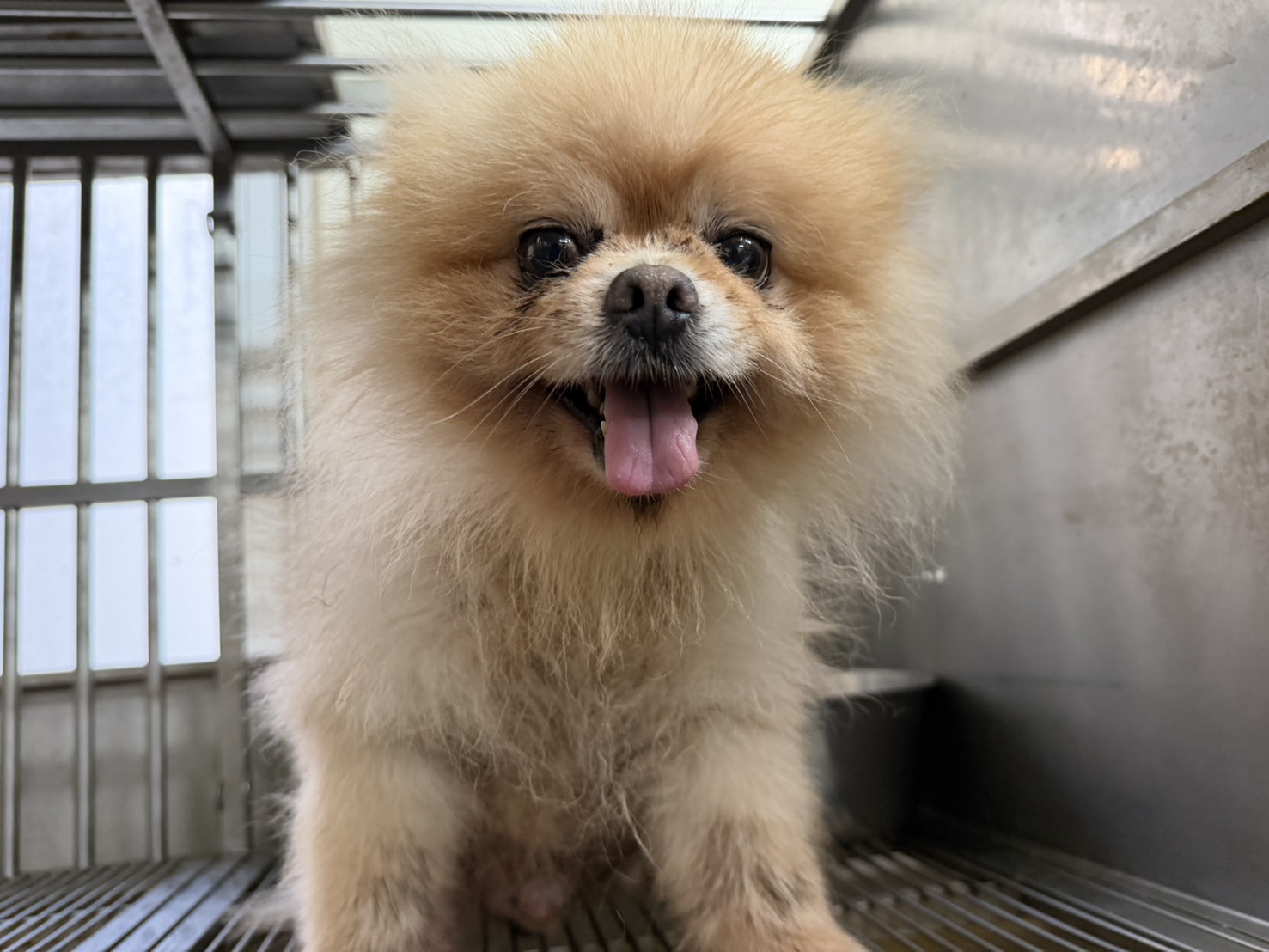 Photo of No. CAAAG1150924001, Adult · Male · Small · Mixed breed