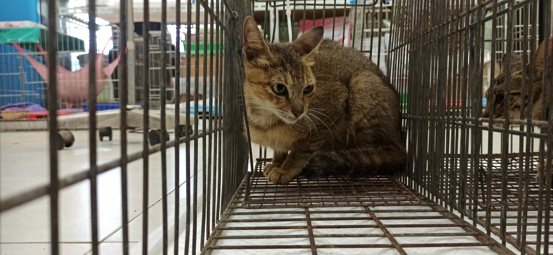 Photo of No. 1150907C04, Young · Female · Small · Mixed breed