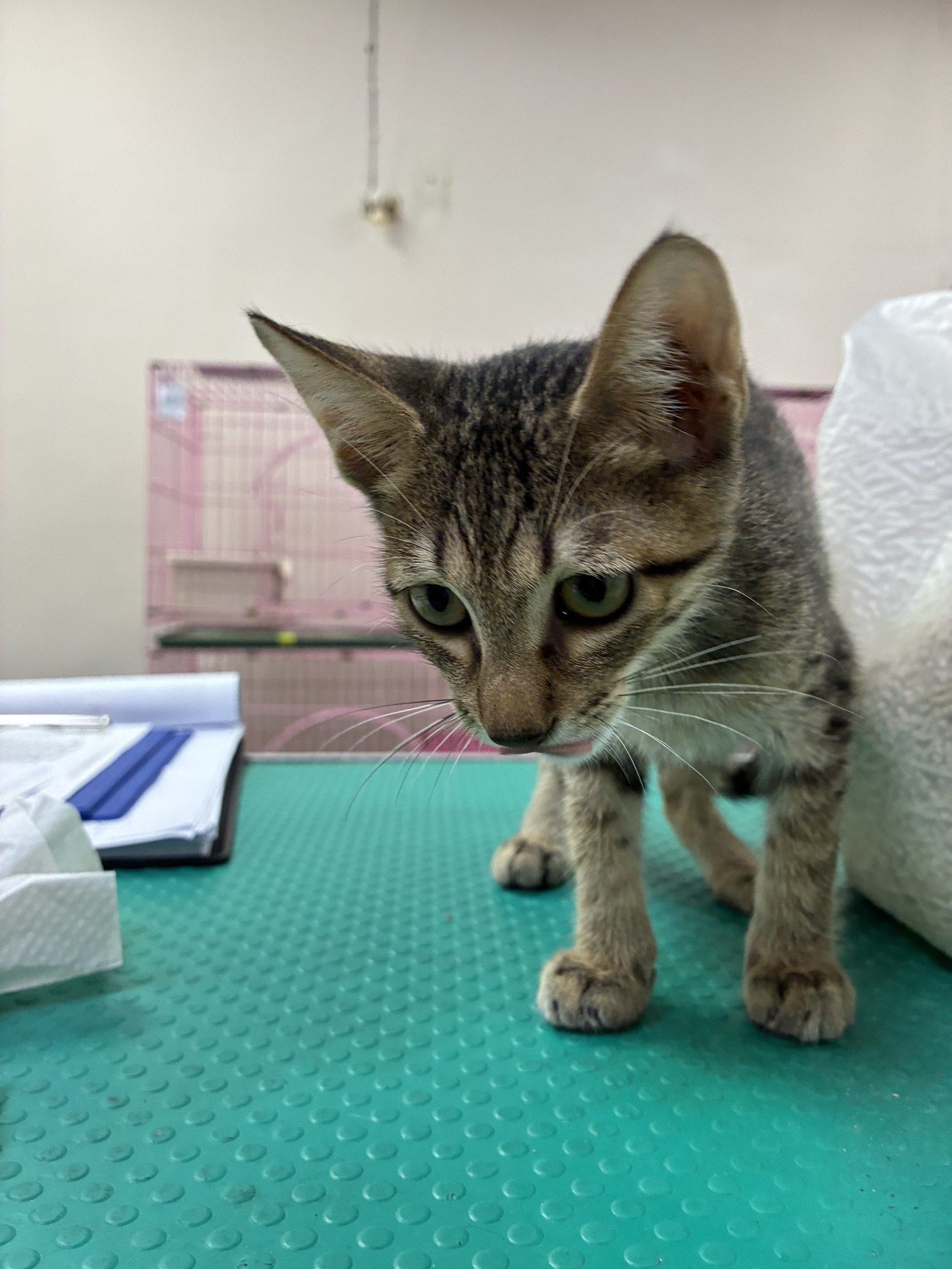 Photo of No. S15C0923-08, Young · Male · Medium · Mixed breed