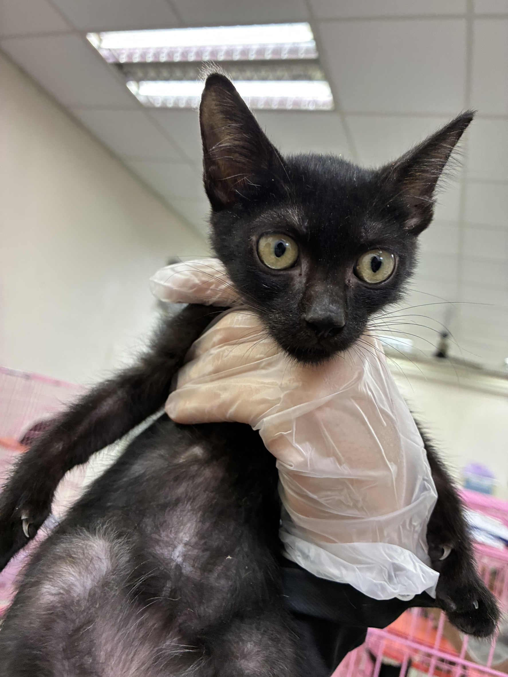 Photo of No. S15C0923-11, Young · Female · Medium · Mixed breed