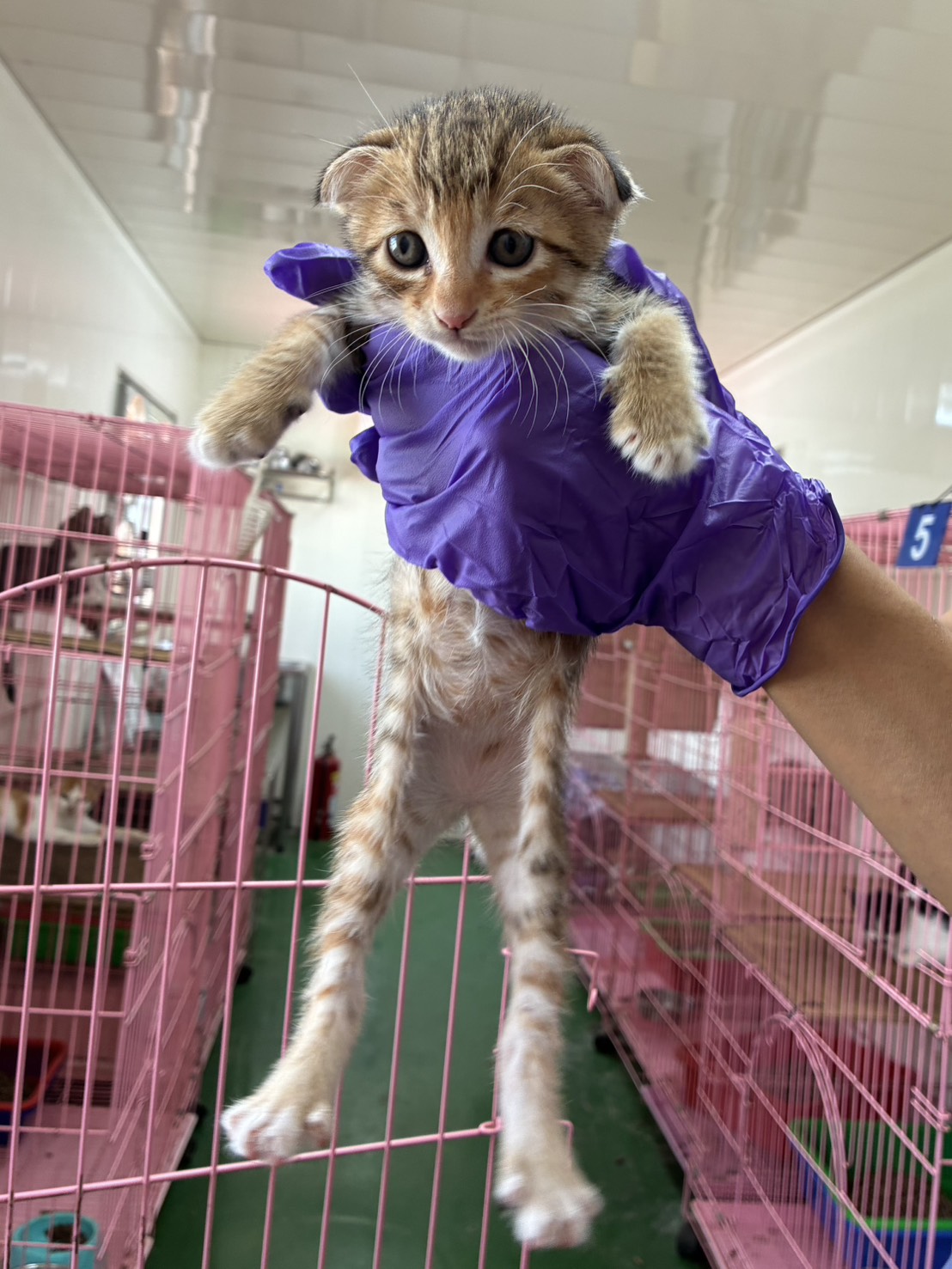 Photo of No. GAAAG1150924007, Young · Female · Small · Mixed breed