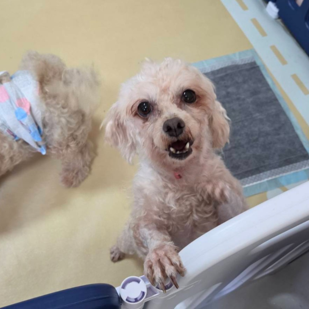Photo of No. W150604-11, Adult · Male · Medium · Maltese