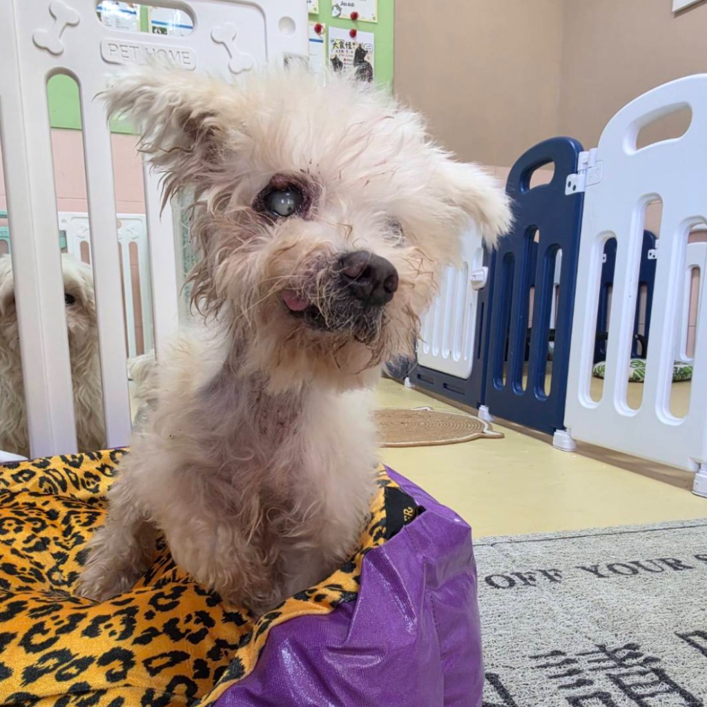 Photo of No. W150919-02, Adult · Male · Medium · Maltese