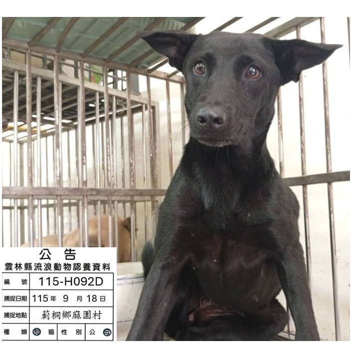 Photo of No. 115-H092D, Adult · Female · Medium · Mixed breed