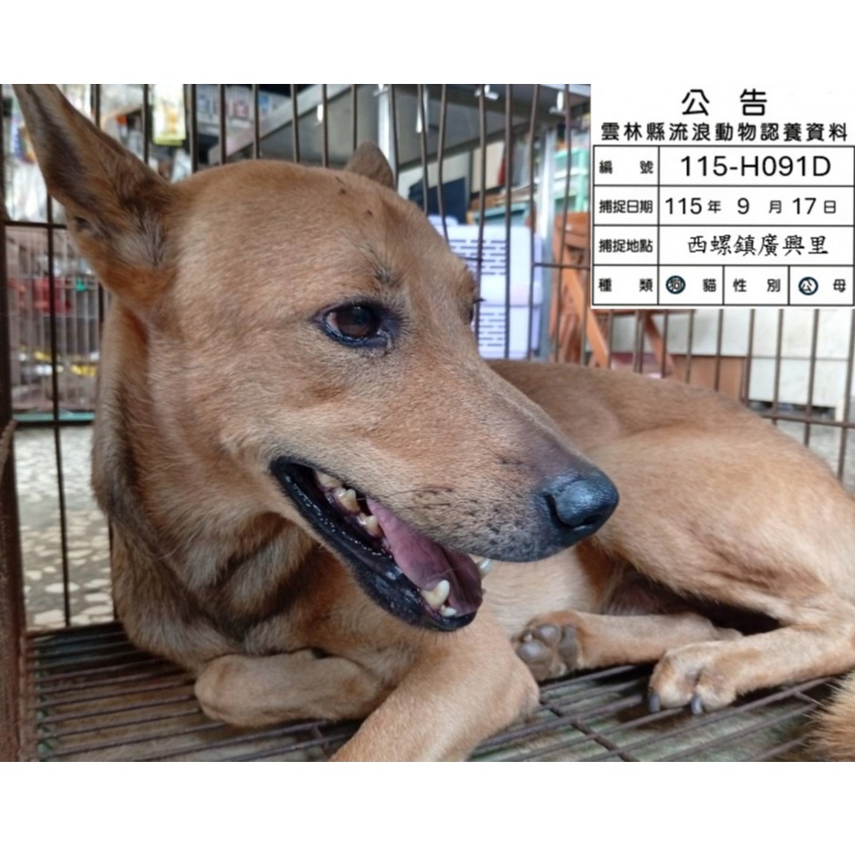 Photo of No. 115-H091D, Adult · Male · Large · Mixed breed