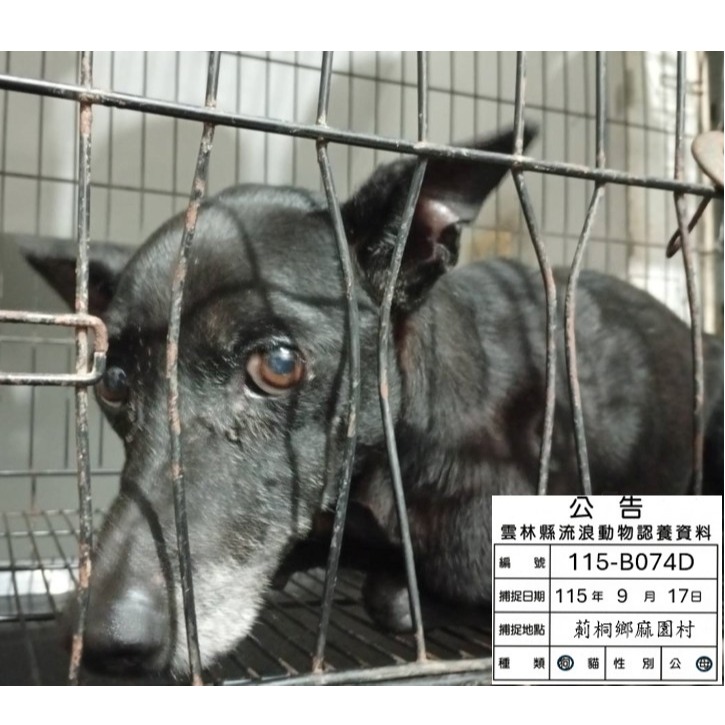 Photo of No. 115-B074D, Adult · Female · Medium · Mixed breed