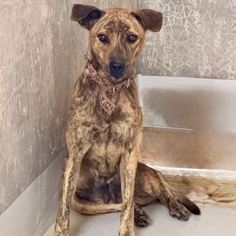 Photo of No. QAAAG1150924001, Adult · Female · Large · Mixed breed