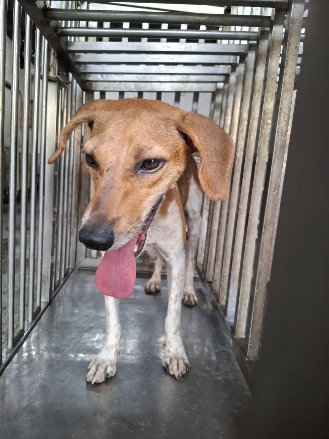 Photo of No. S150924-04, Adult · Female · Medium · Mixed breed