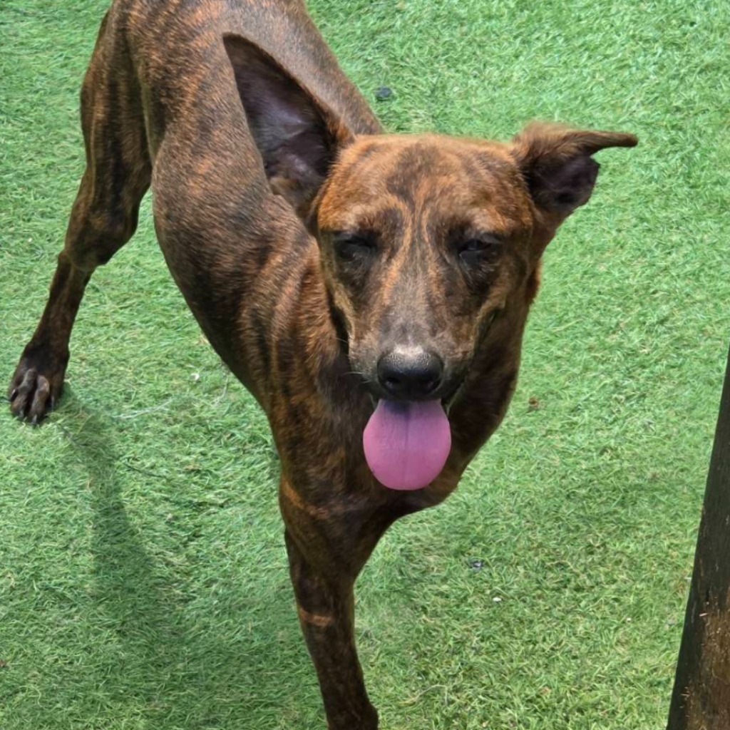 Photo of No. W150323-06, Young · Female · Small · Mixed breed