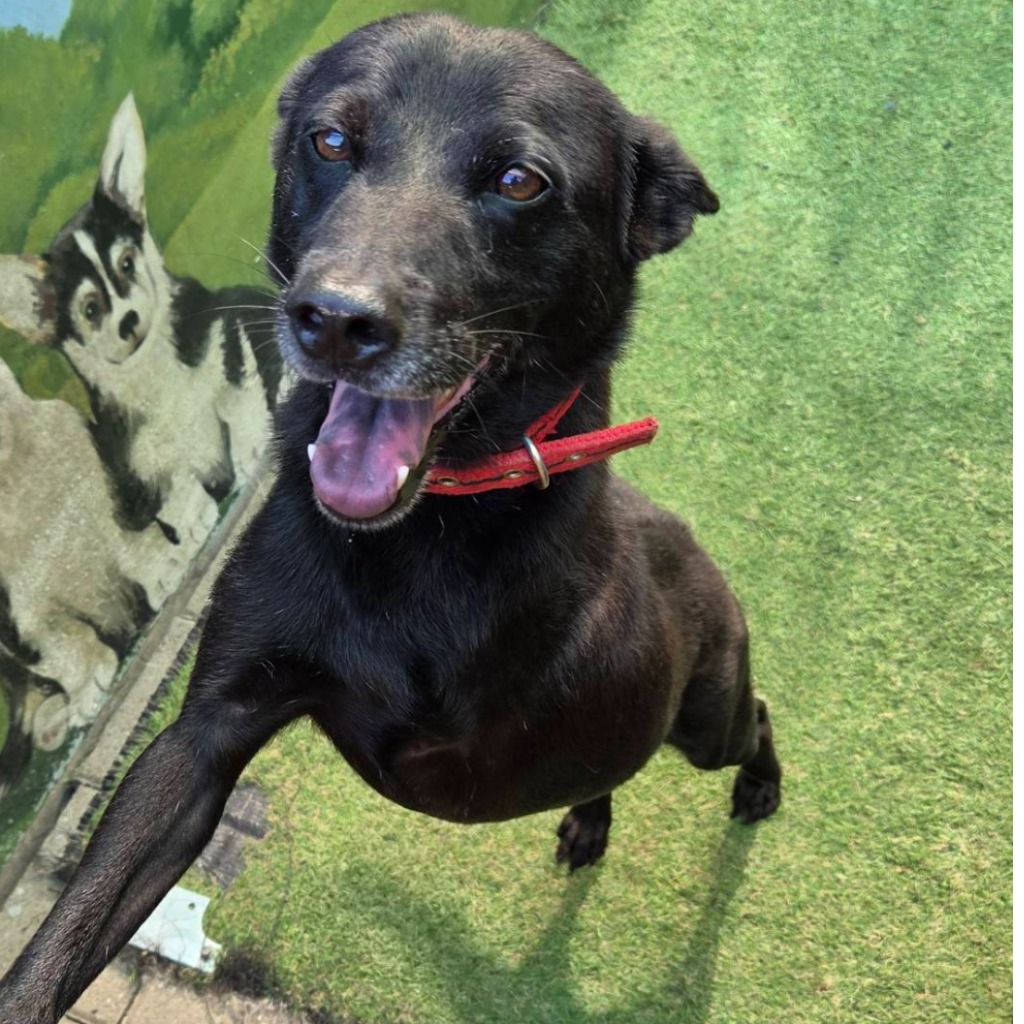 Photo of No. W150921-08, Adult · Male · Medium · Mixed breed