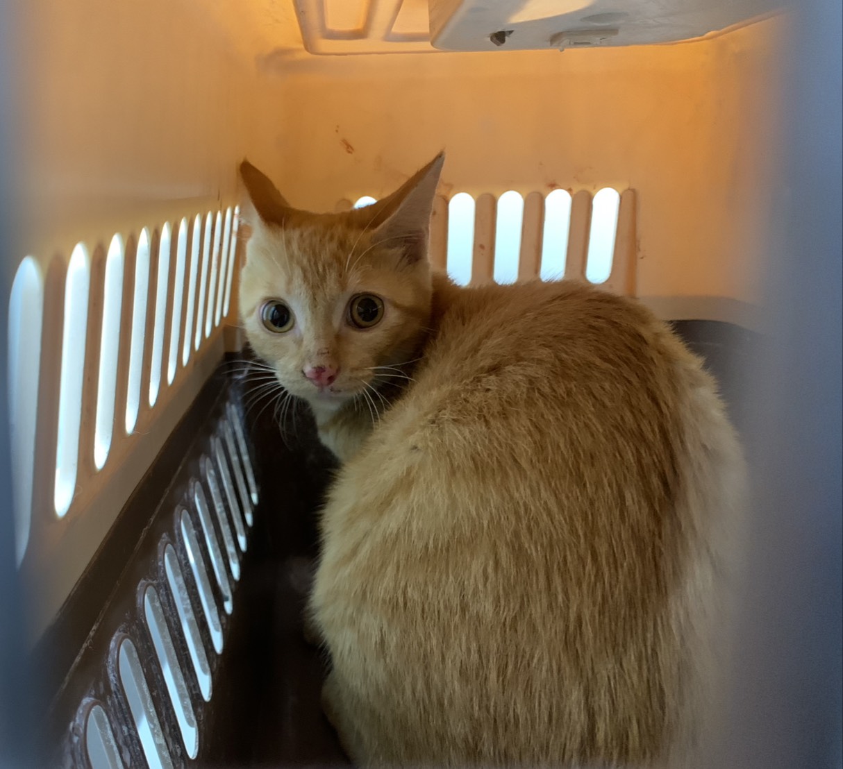 Orange tabby adult female mixed-breed cat, Small, shelter no. …2605