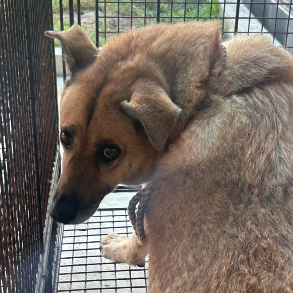 Tan adult female mixed-breed dog, Large, shelter no. …2004