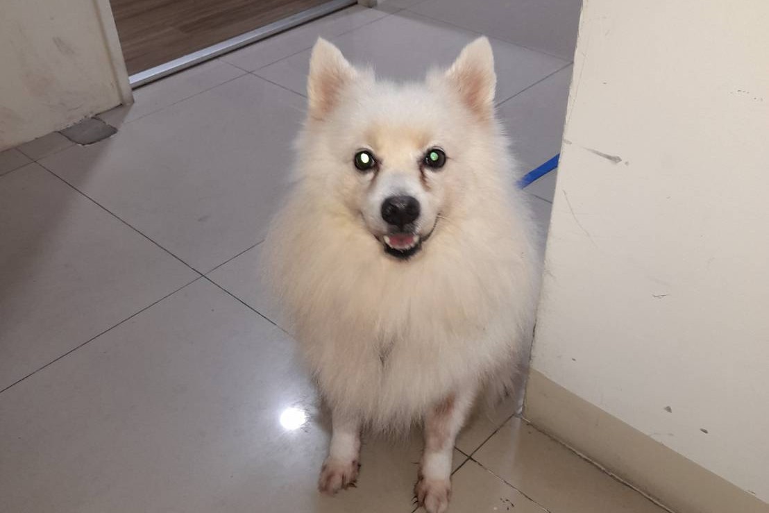 Photo of No. AAAEG1150929001, Adult · Male · Medium · Japanese Spitz