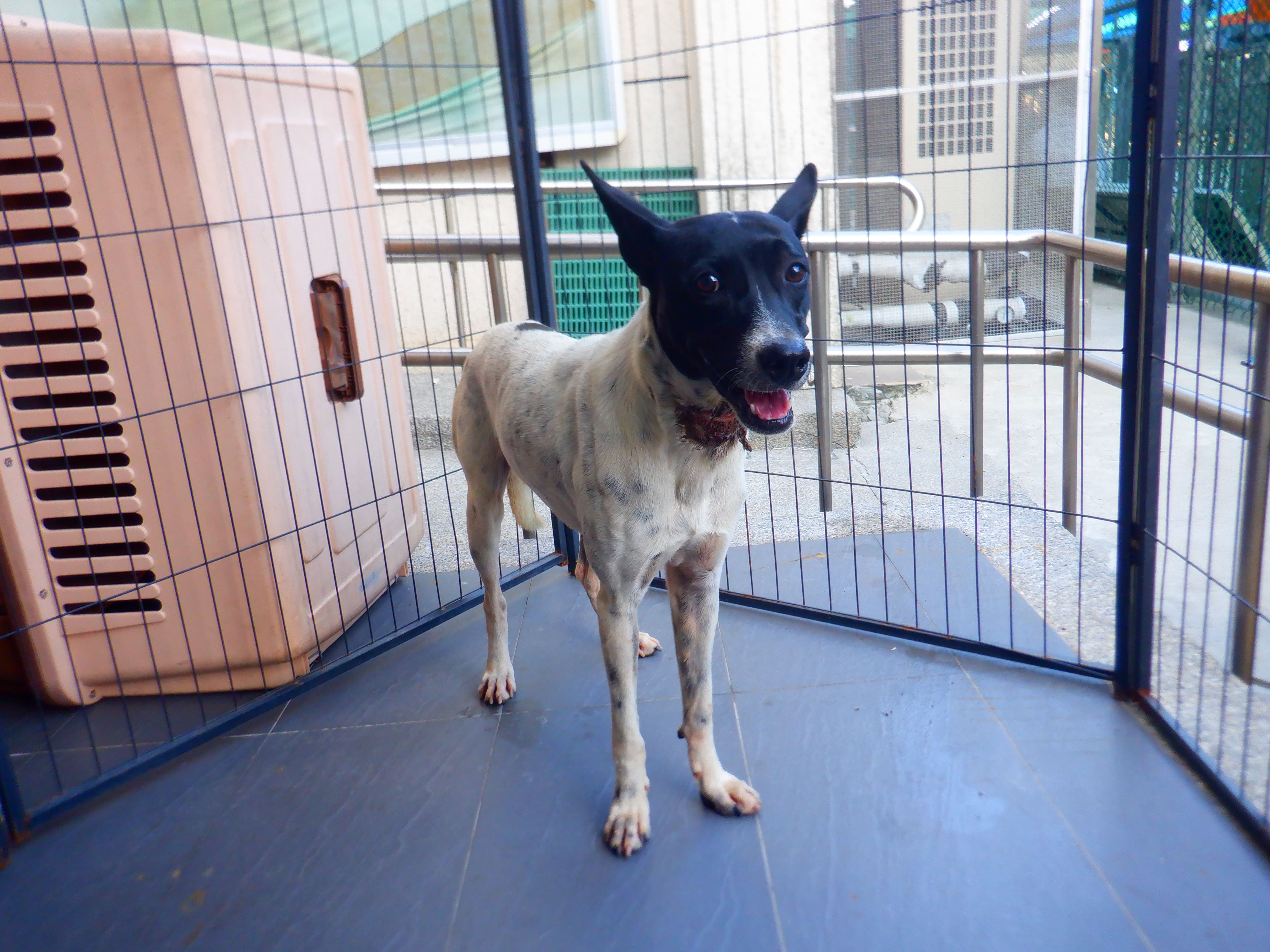 Black-and-white adult male mixed-breed dog, Medium, shelter no. …6880