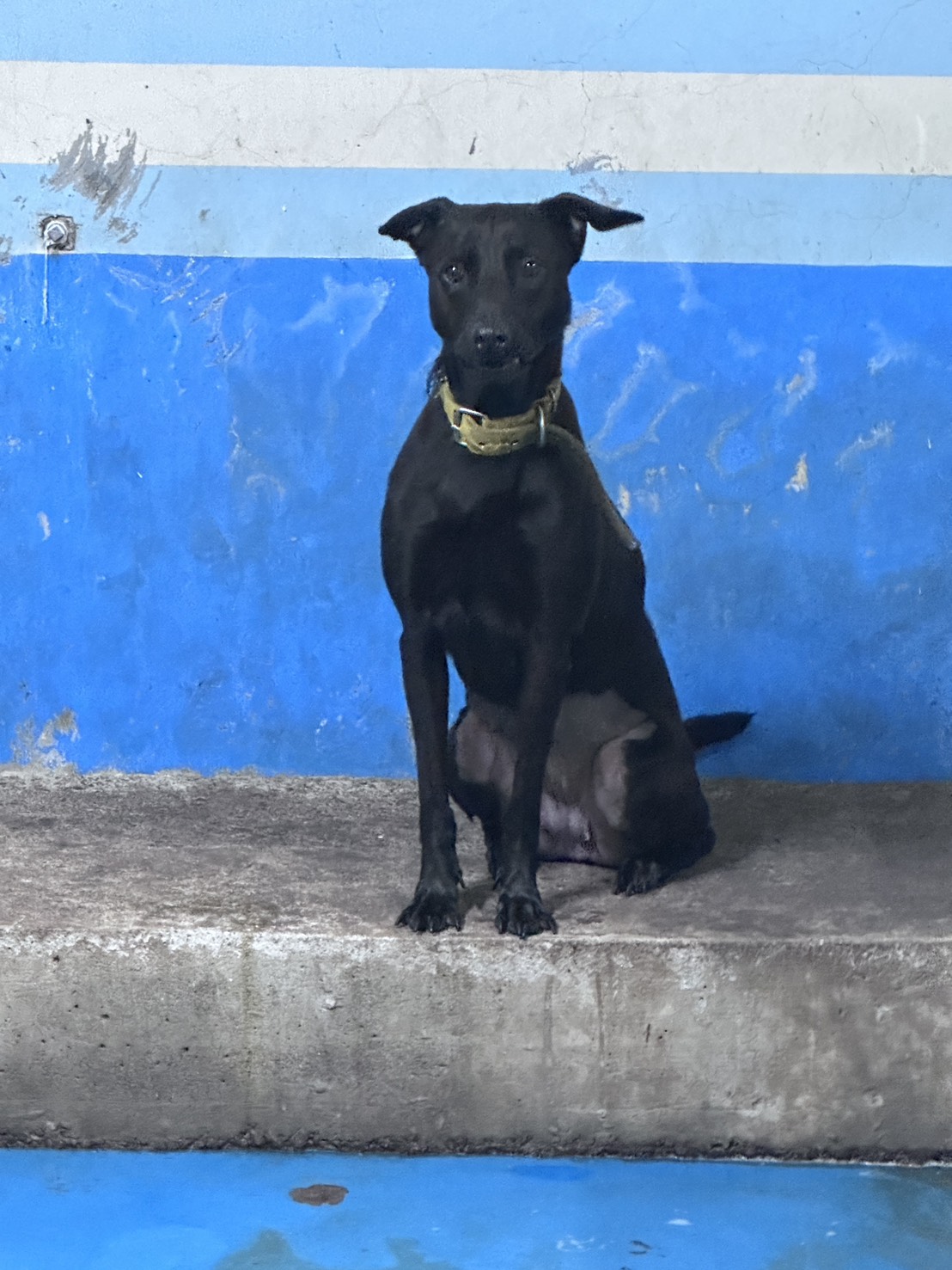 Black adult female mixed-breed dog, Large, shelter no. …9003