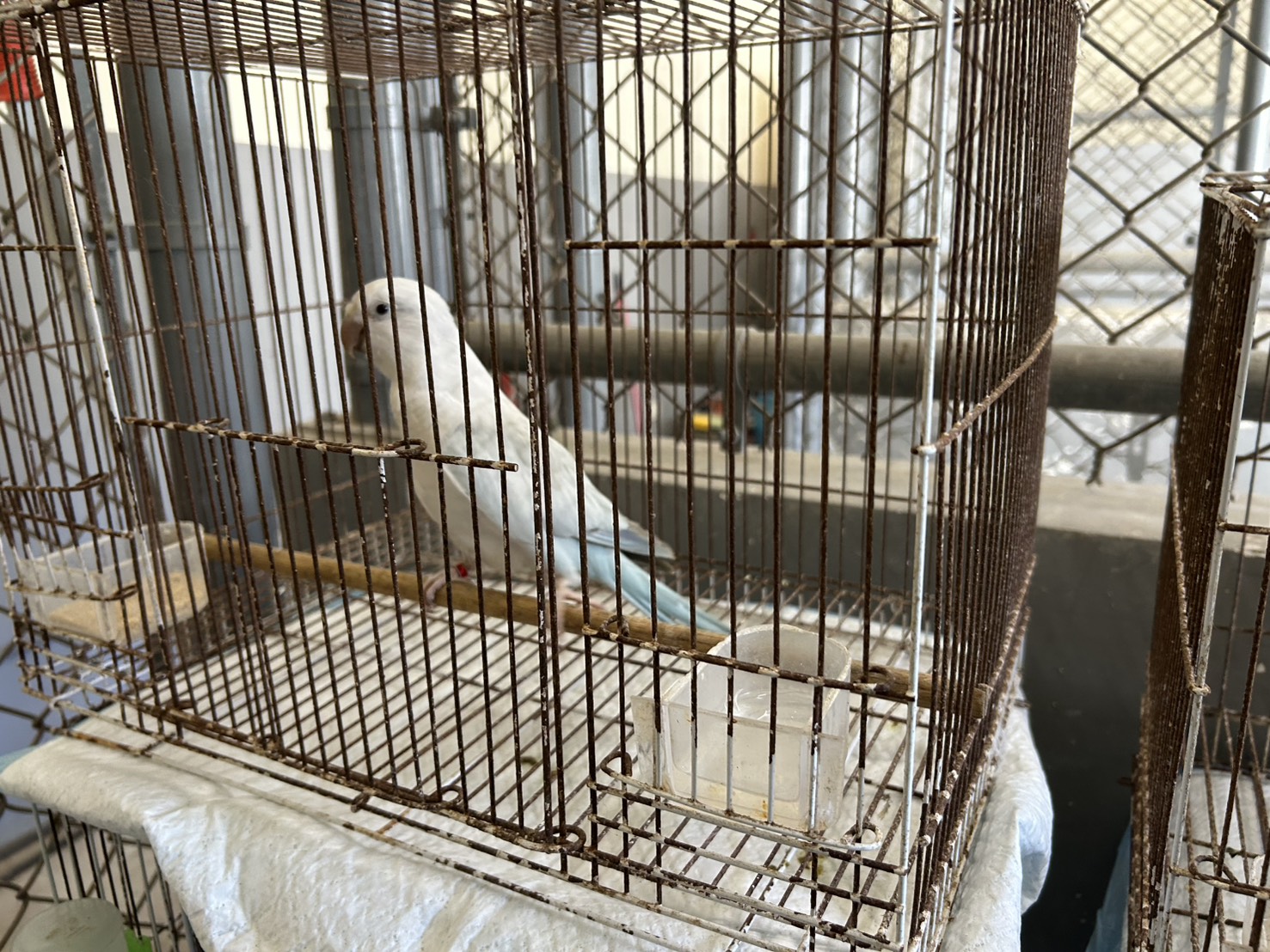 White adult mixed-breed other, Small, shelter no. …5003