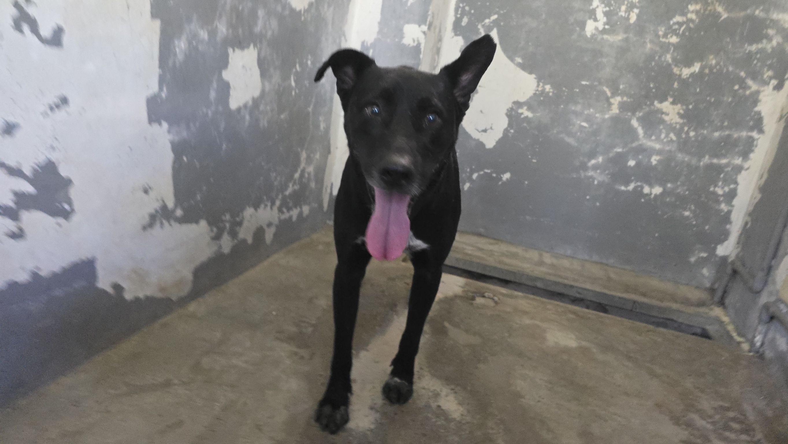Photo of No. RAAAG1150929001, Adult · Male · Medium · Mixed breed