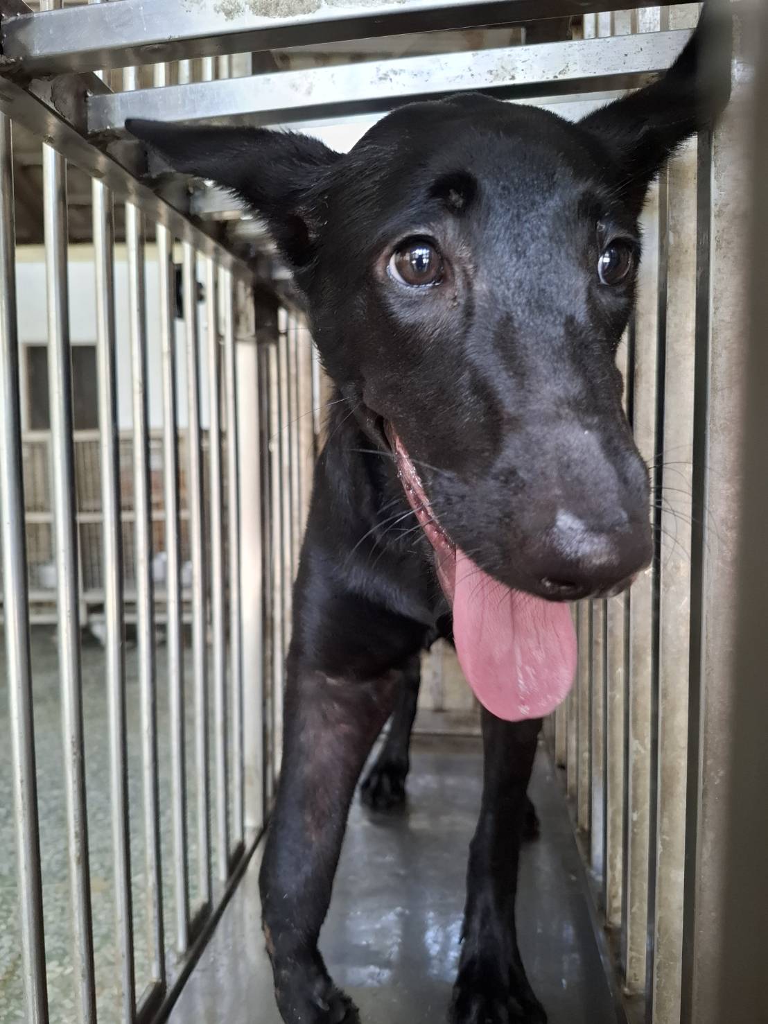 Photo of No. S150929-01, Adult · Female · Large · Mixed breed