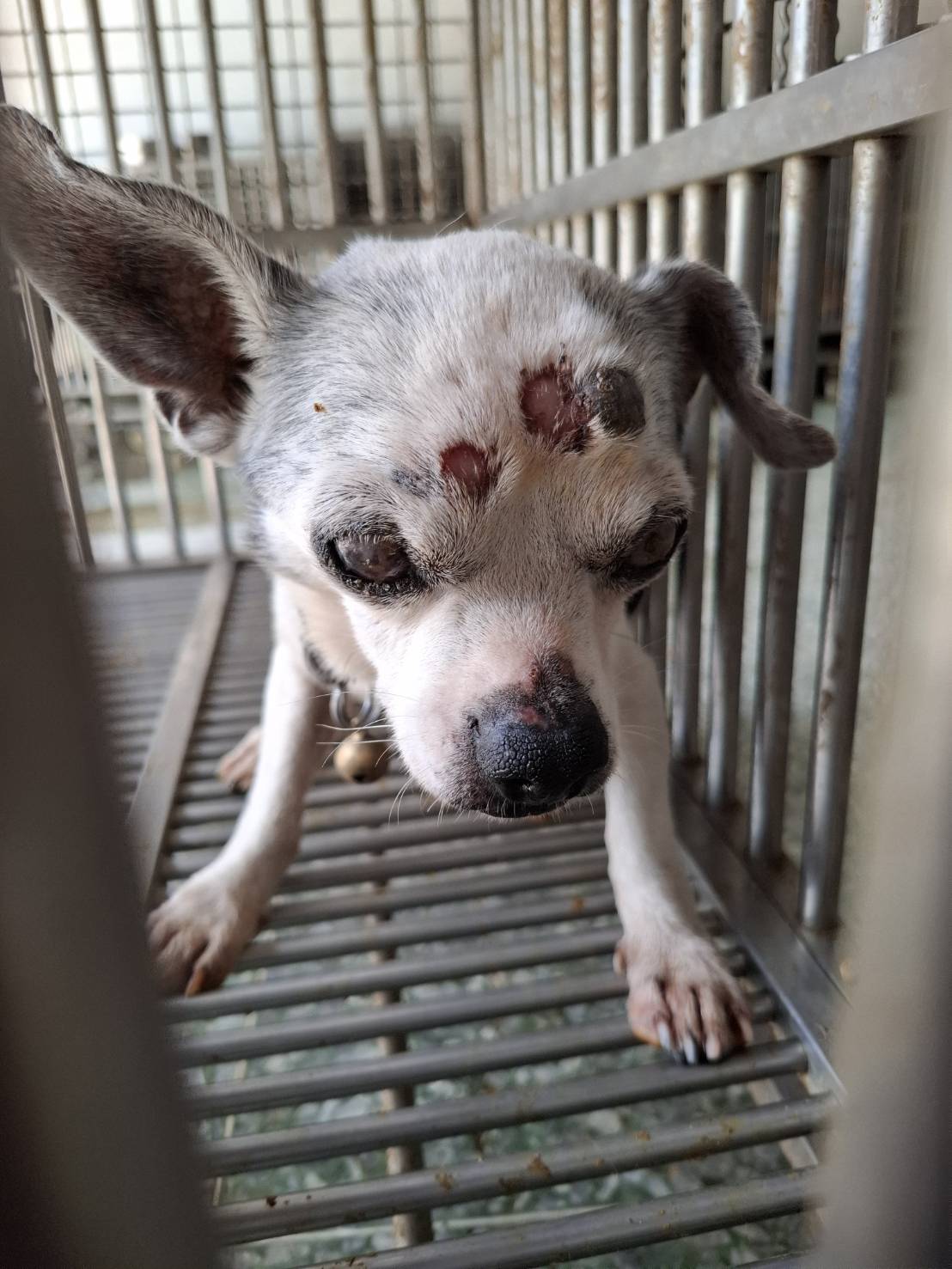 White adult male Chihuahua, Small, shelter no. …9-02
