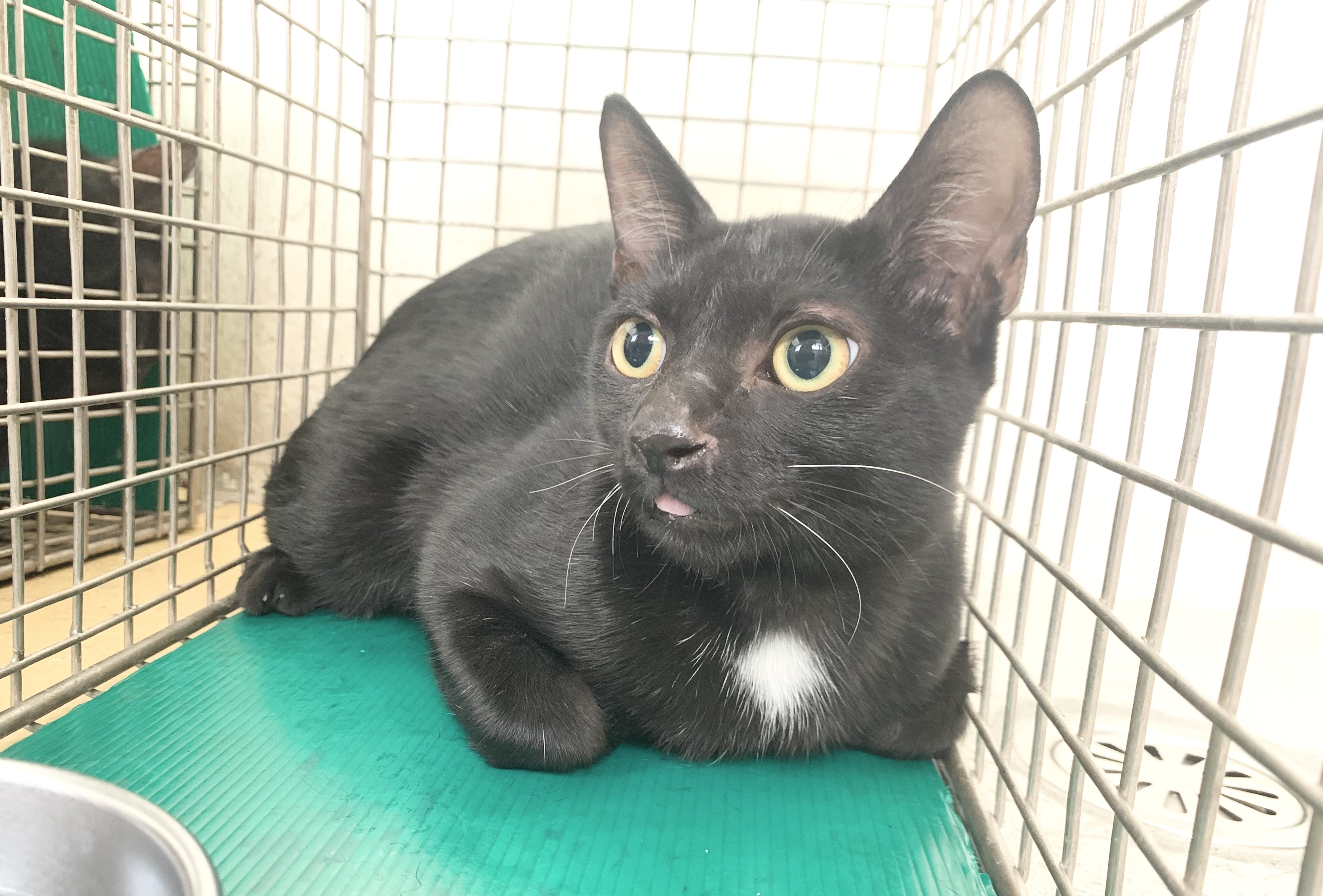 Black adult male mixed-breed cat, Small, shelter no. …2903