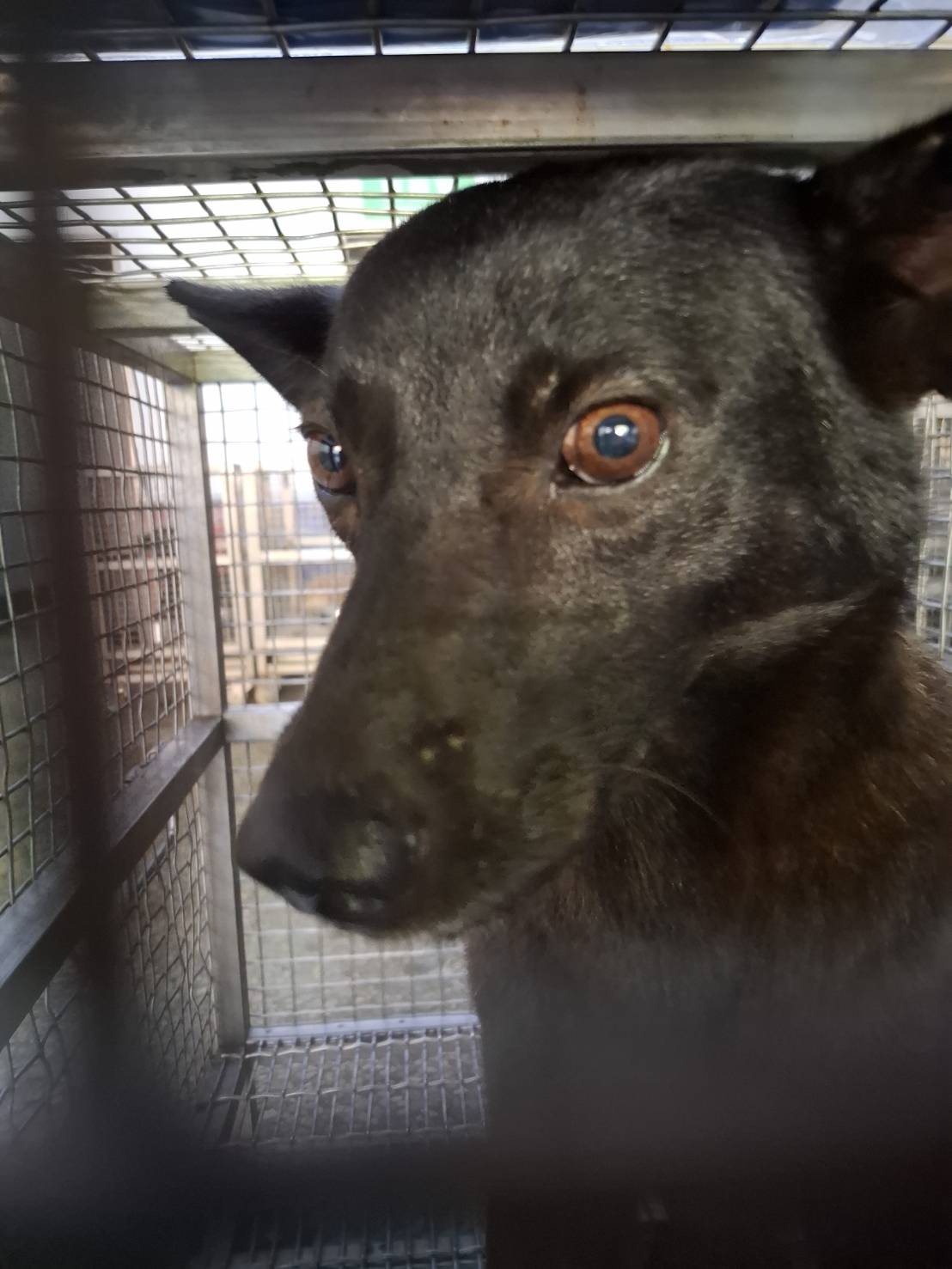 Photo of No. S150929-04, Adult · Female · Medium · Mixed breed
