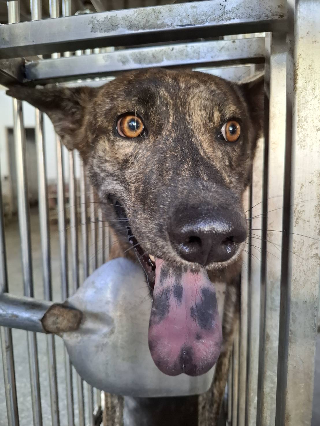 Photo of No. S150929-05, Adult · Male · Medium · Mixed breed