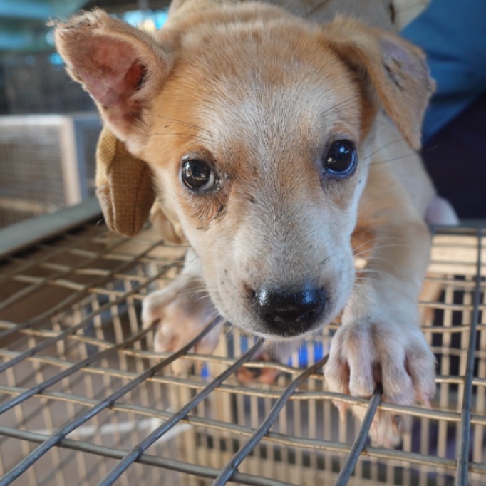 Photo of No. W150929-02, Young · Female · Small · Mixed breed