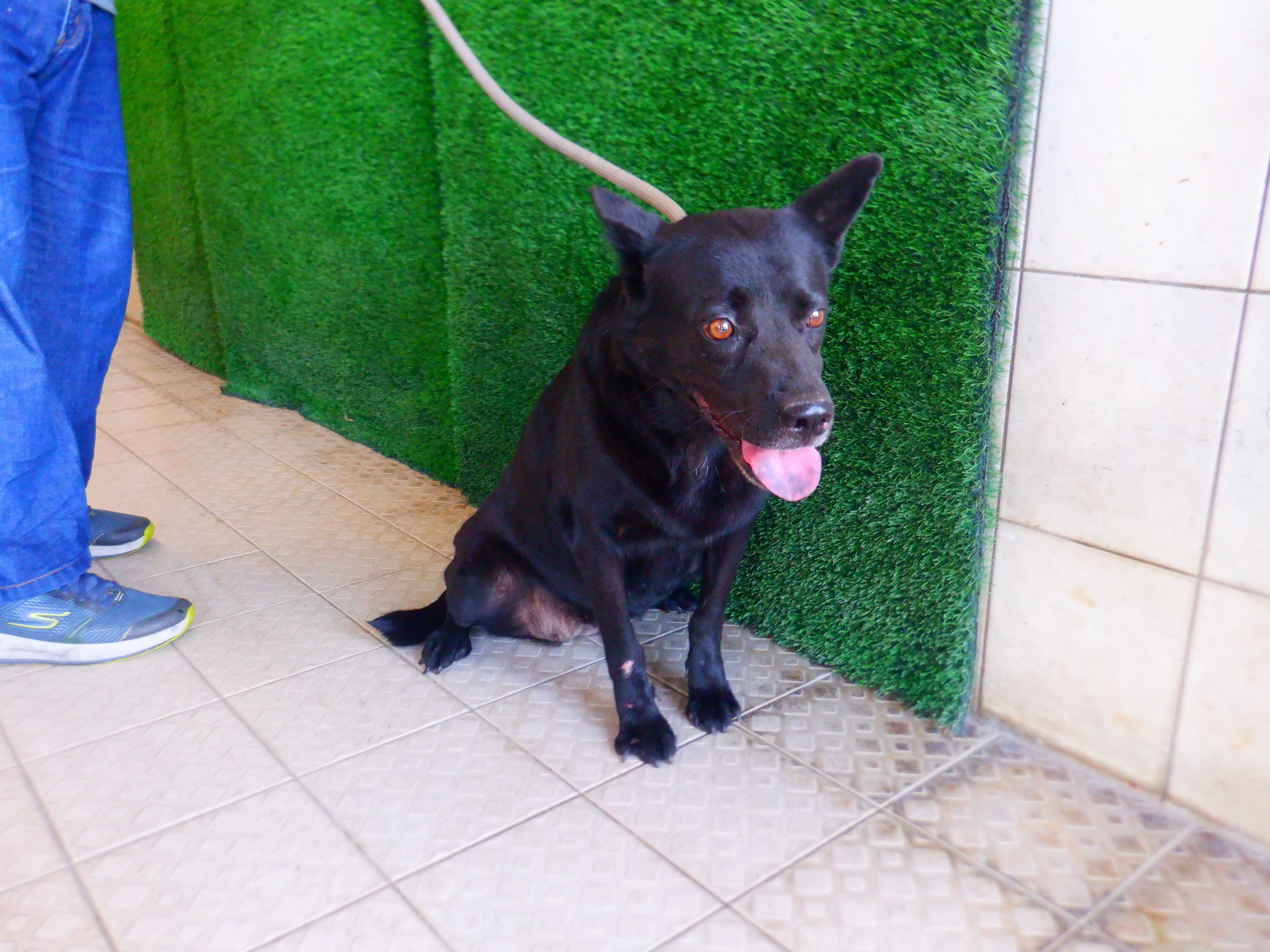 Photo of No. HAAAG1150929746, Adult · Female · Medium · Mixed breed