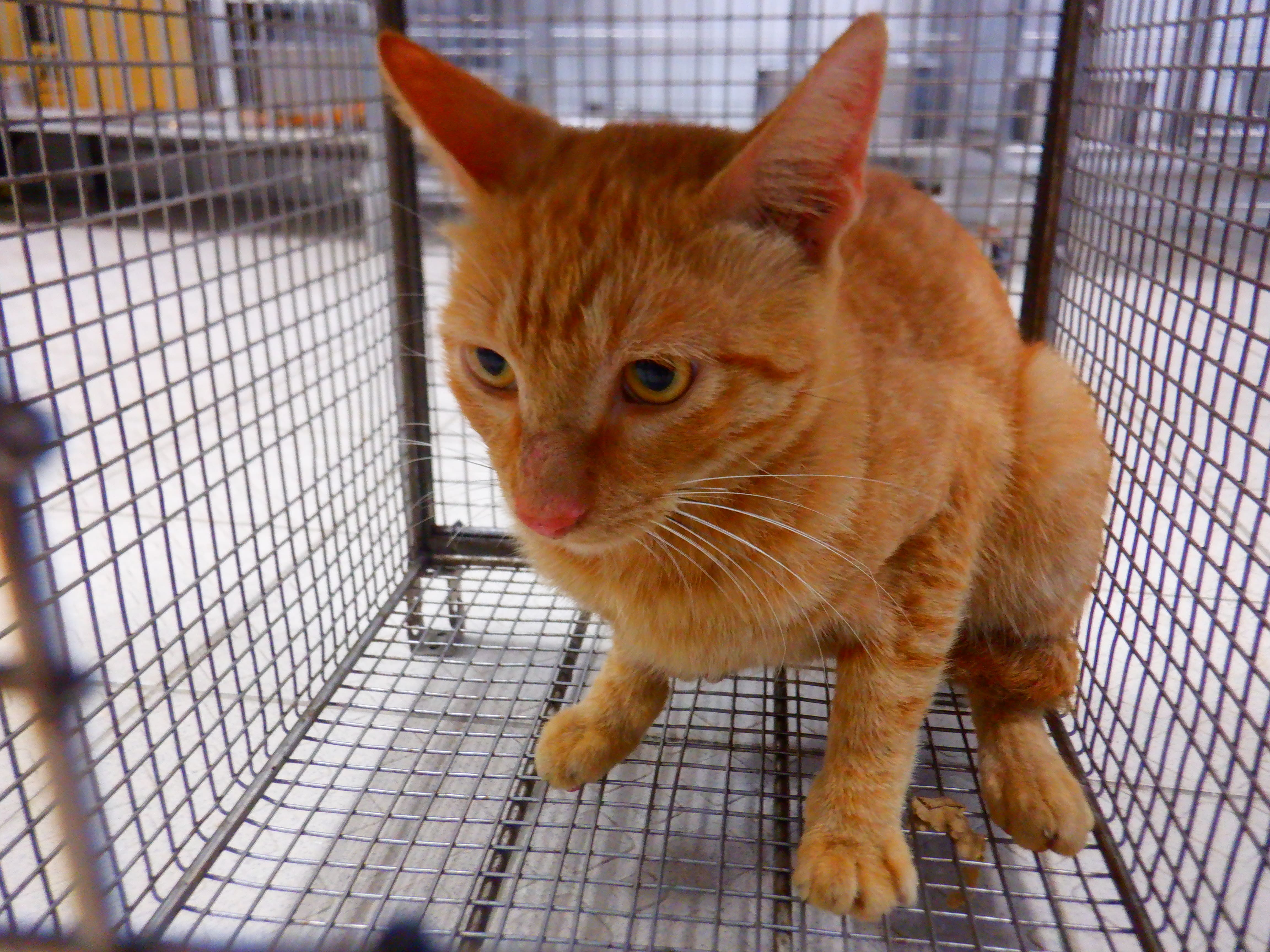 Orange adult male mixed-breed cat, Small, shelter no. …29C1