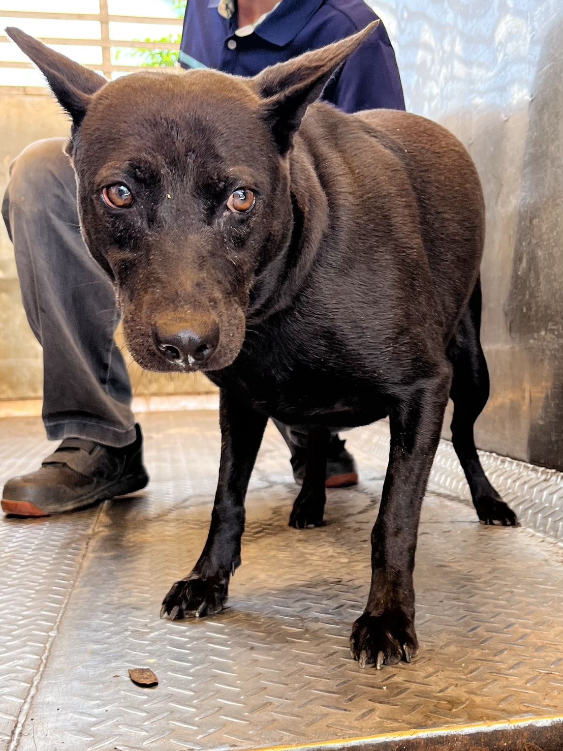 Photo of No. GAAAG1150930005, Adult · Female · Medium · Mixed breed