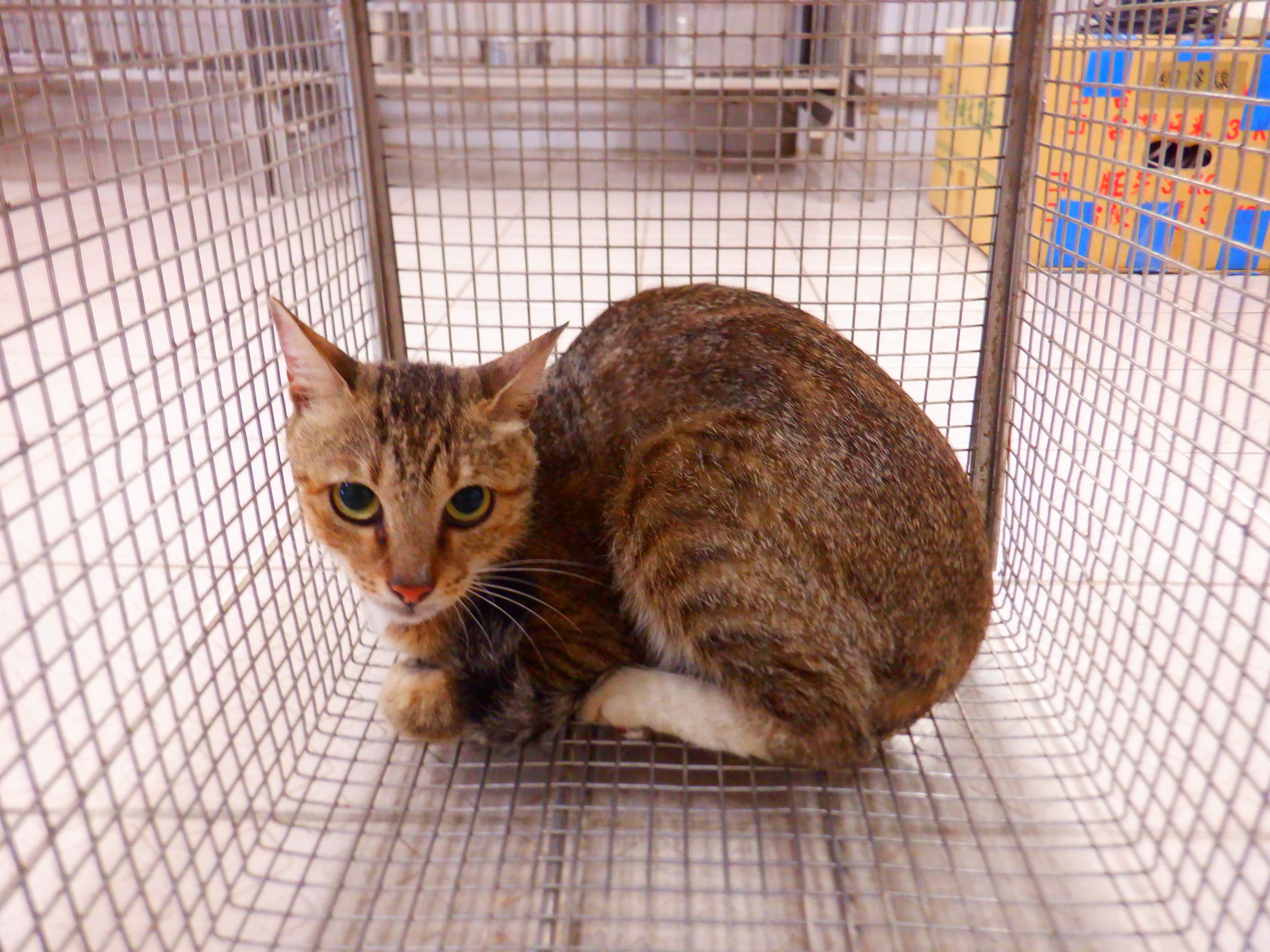 Photo of No. HAAAG1150929C5, Adult · Female · Small · Mixed breed