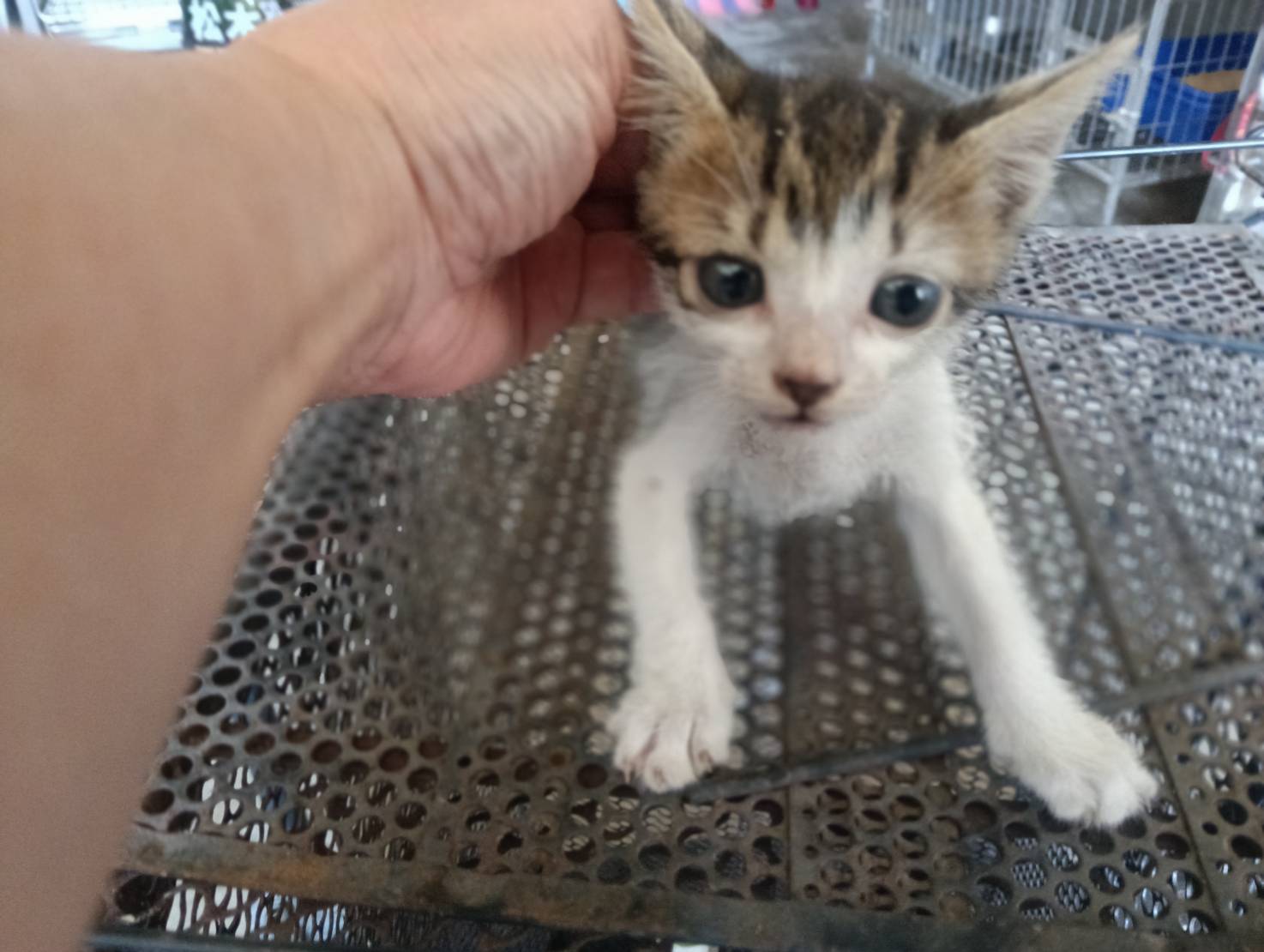 Tabby-and-white young female mixed-breed cat, Small, shelter no. …0003