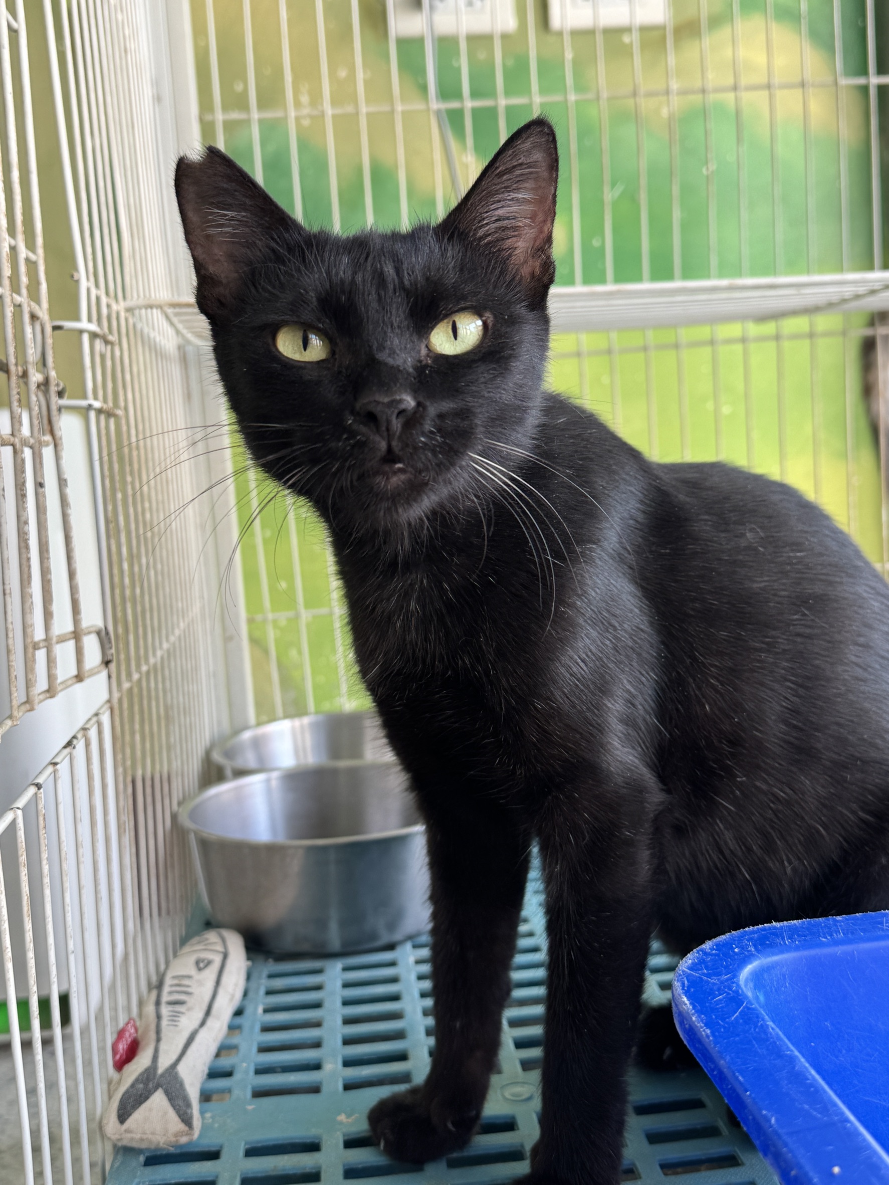 Photo of No. EAAAG1150930004, Adult · Female · Large · Mixed breed