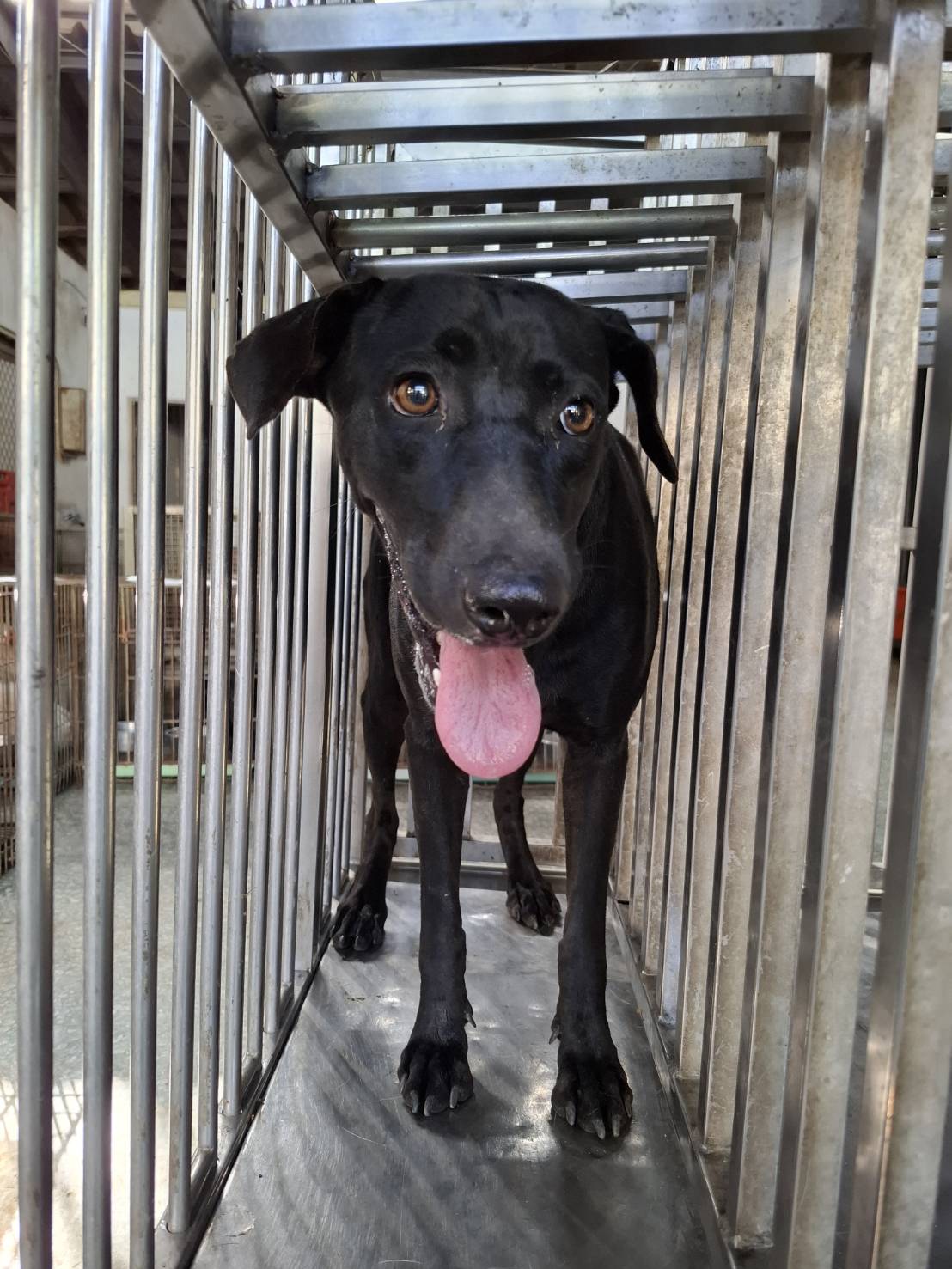 Photo of No. S150930-11, Adult · Female · Large · Mixed breed