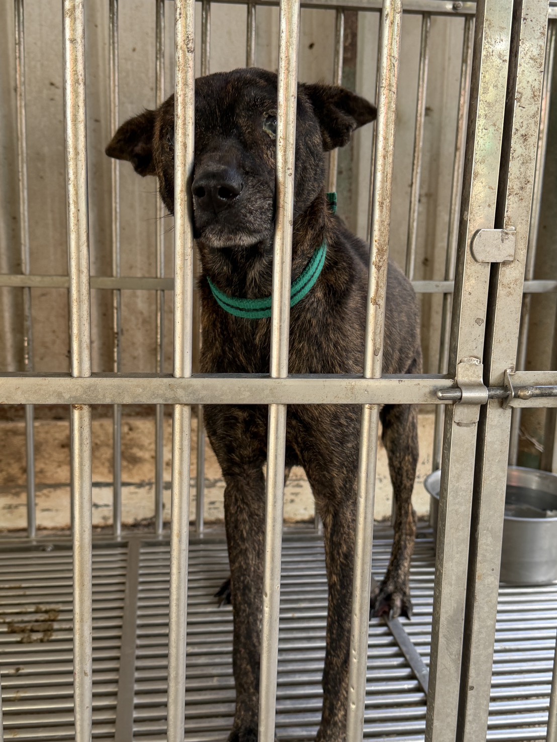 Tabby adult male mixed-breed dog, Medium, shelter no. …5-08