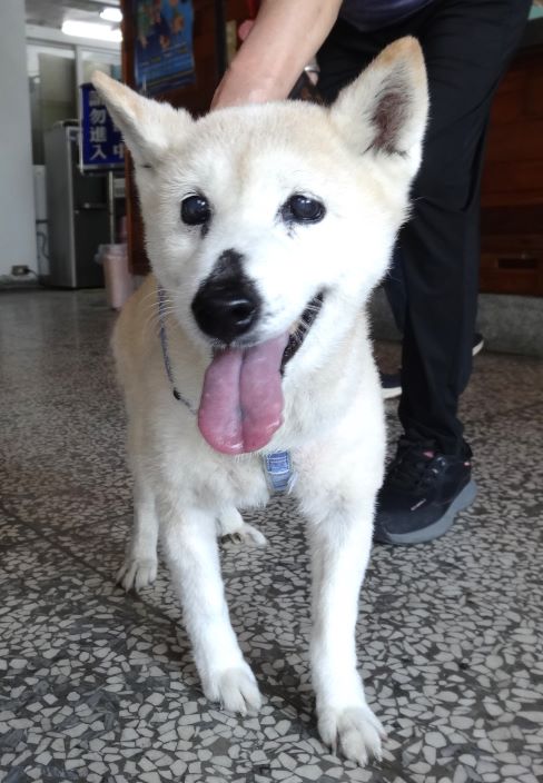 Photo of No. 1151636, Adult · Male · Large · Shiba Inu
