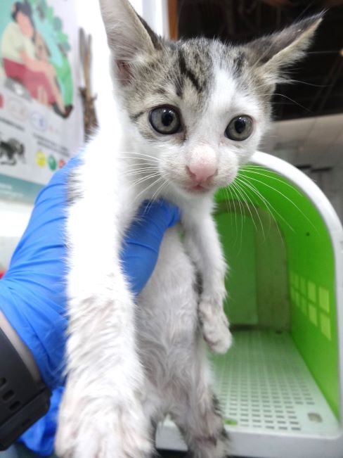 Tabby-and-white young mixed-breed cat, Small, shelter no. …1644