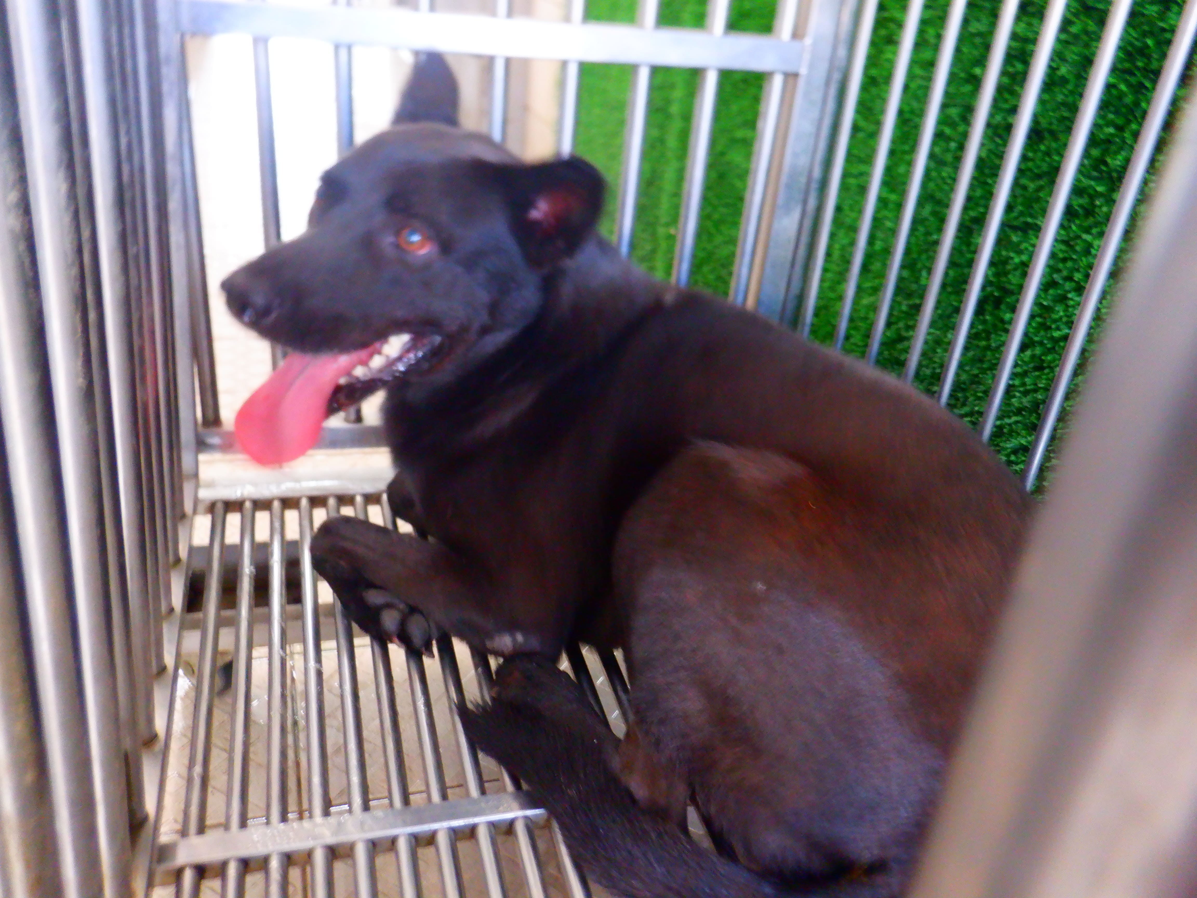 Photo of No. HAAAG1150930241, Adult · Male · Medium · Mixed breed