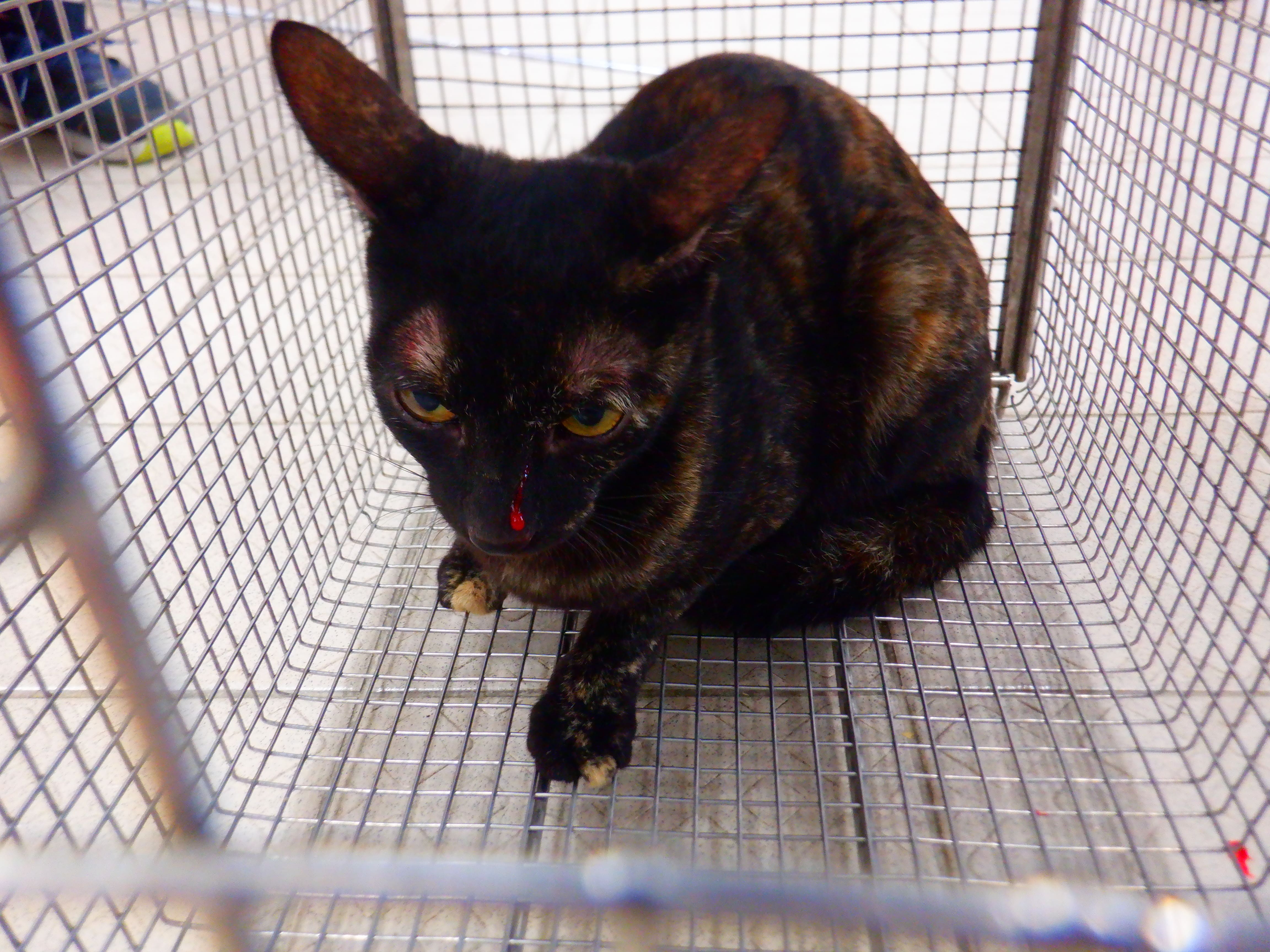 Photo of No. HAAAG1150930C3, Adult · Female · Small · Mixed breed