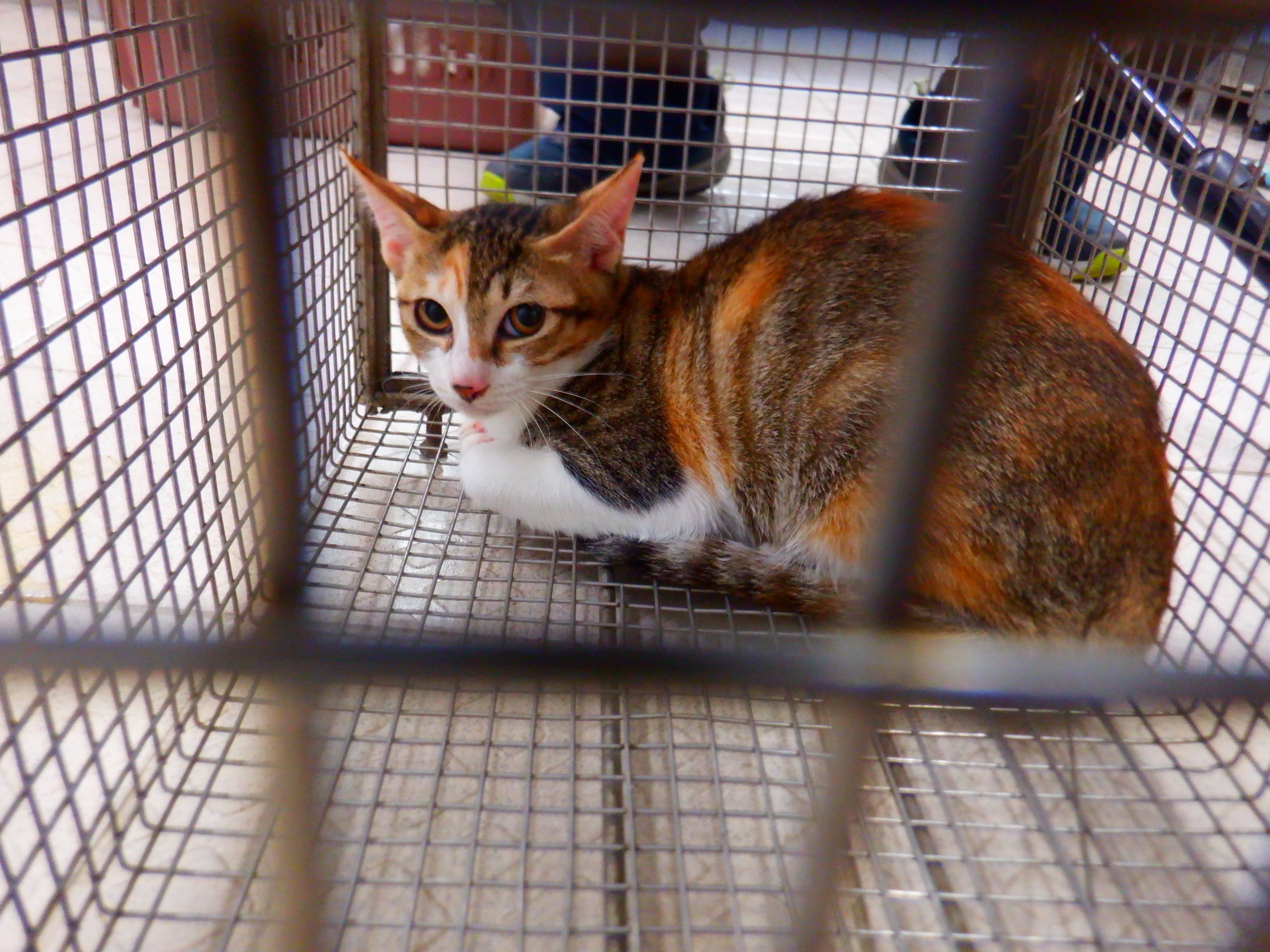Photo of No. HAAAG1150930C5, Adult · Female · Small · Mixed breed