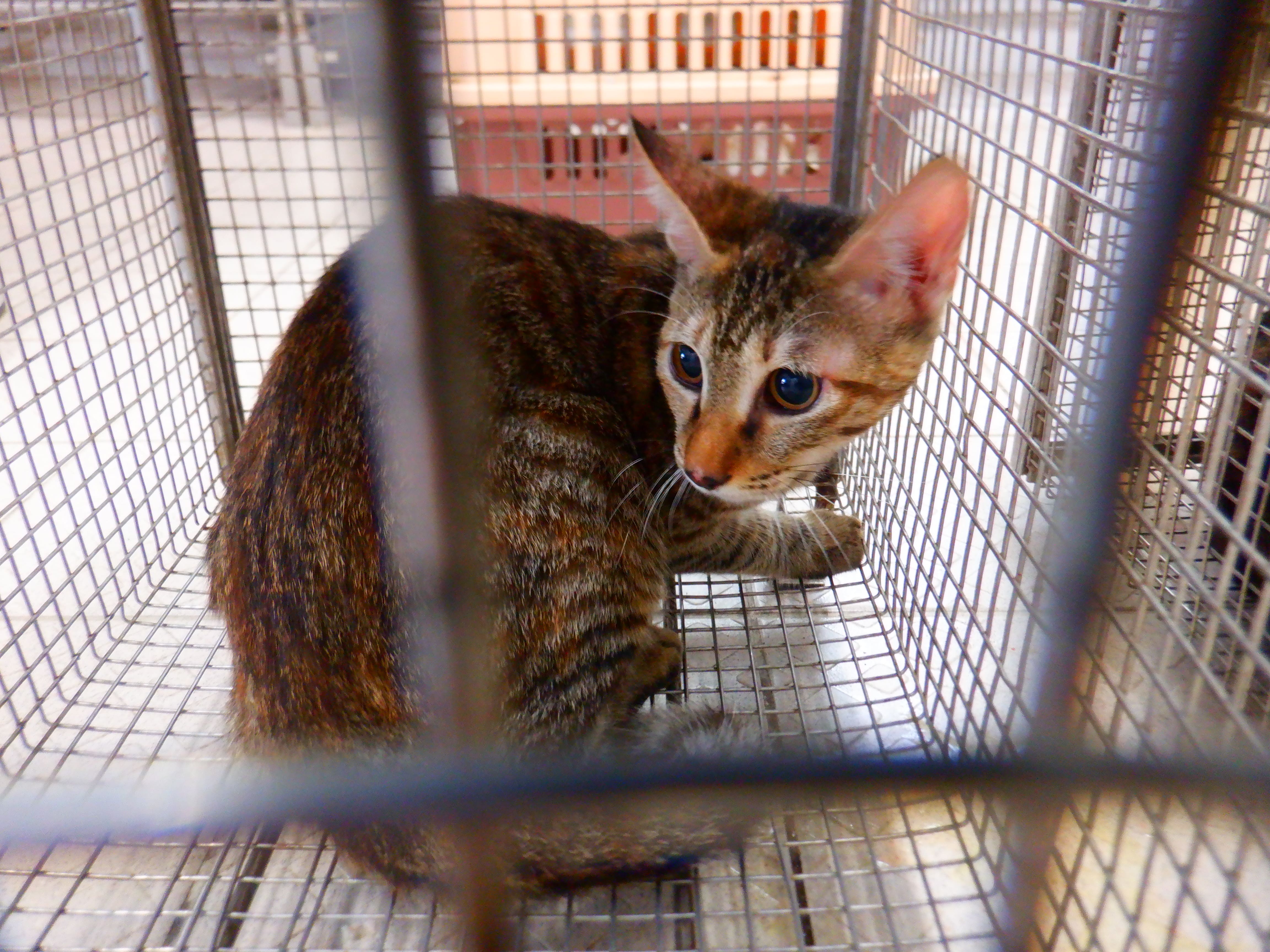 Tabby adult female mixed-breed cat, Small, shelter no. …30C6