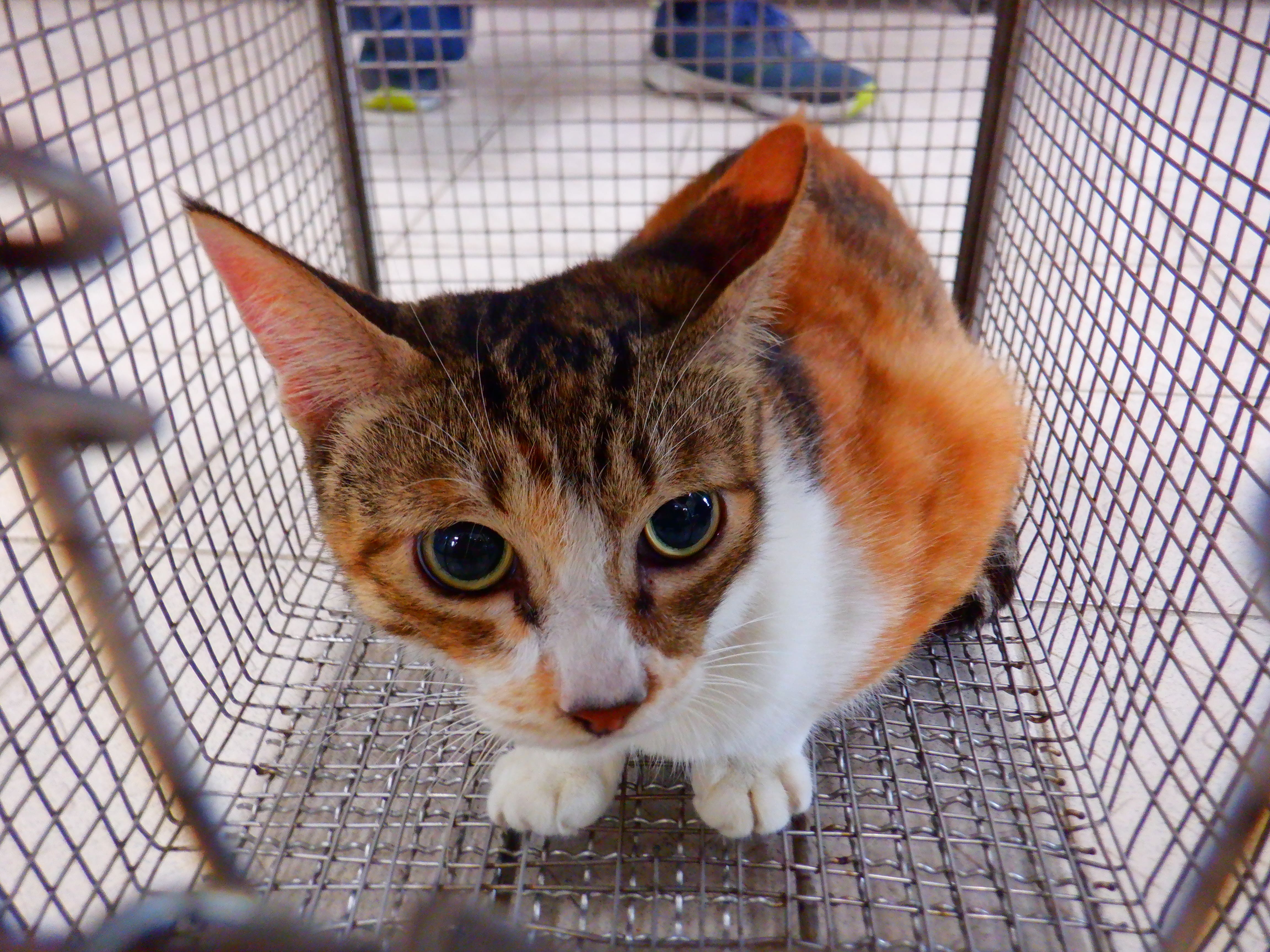 Photo of No. HAAAG1150930C9, Adult · Female · Small · Mixed breed