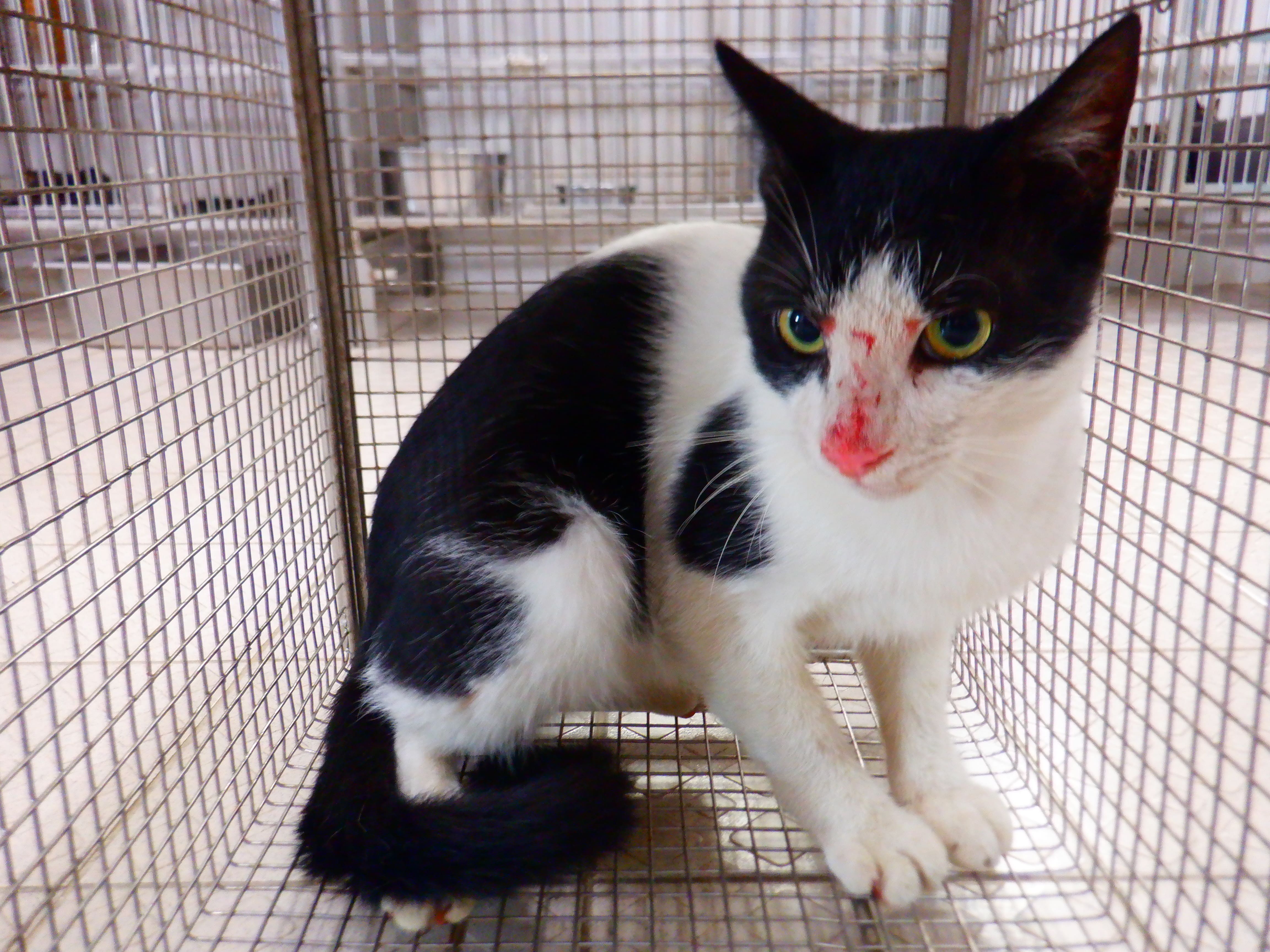 Black-and-white adult female mixed-breed cat, Small, shelter no. …0C10