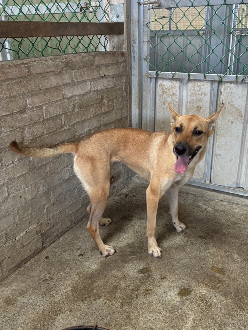 Tan adult female mixed-breed dog, Medium, shelter no. …1001