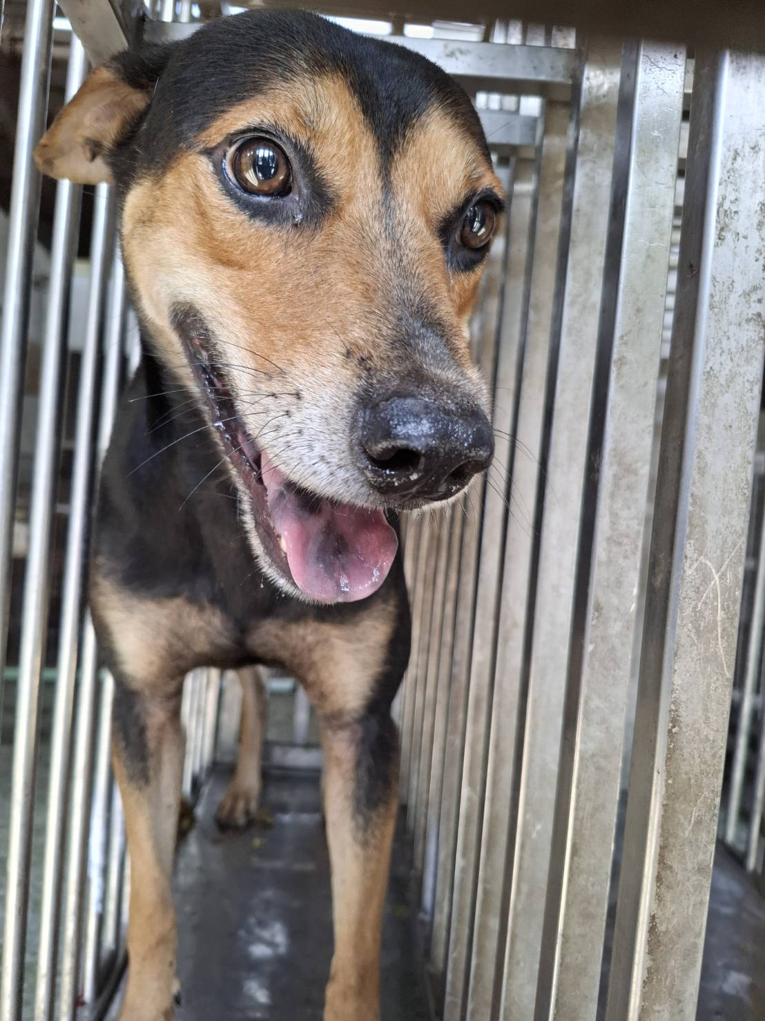 Photo of No. S151001-02, Adult · Male · Medium · Mixed breed