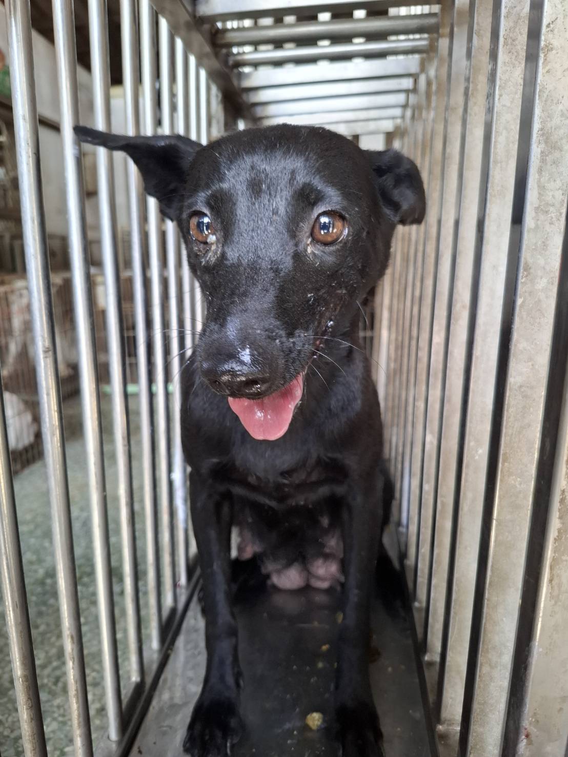 Photo of No. S151001-03, Adult · Female · Medium · Mixed breed