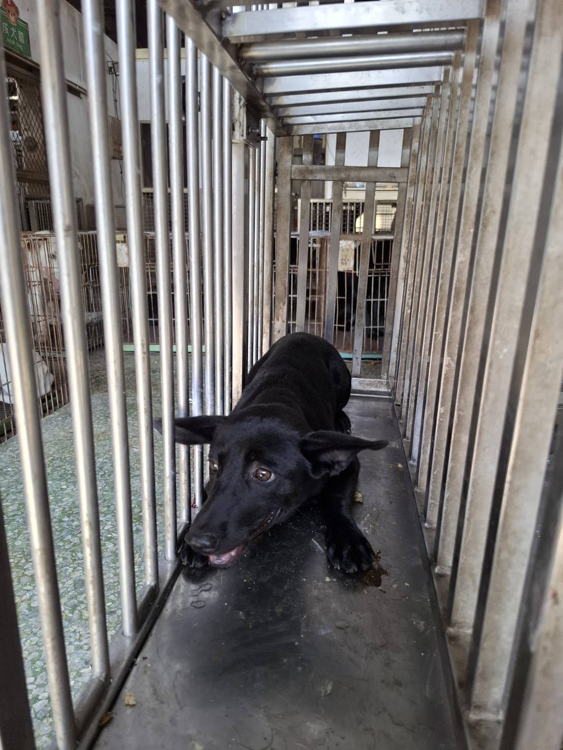 Photo of No. S151001-04, Adult · Male · Medium · Mixed breed