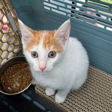 Photo of No. QAAAG1151001001, Young · Female · Small · Mixed breed