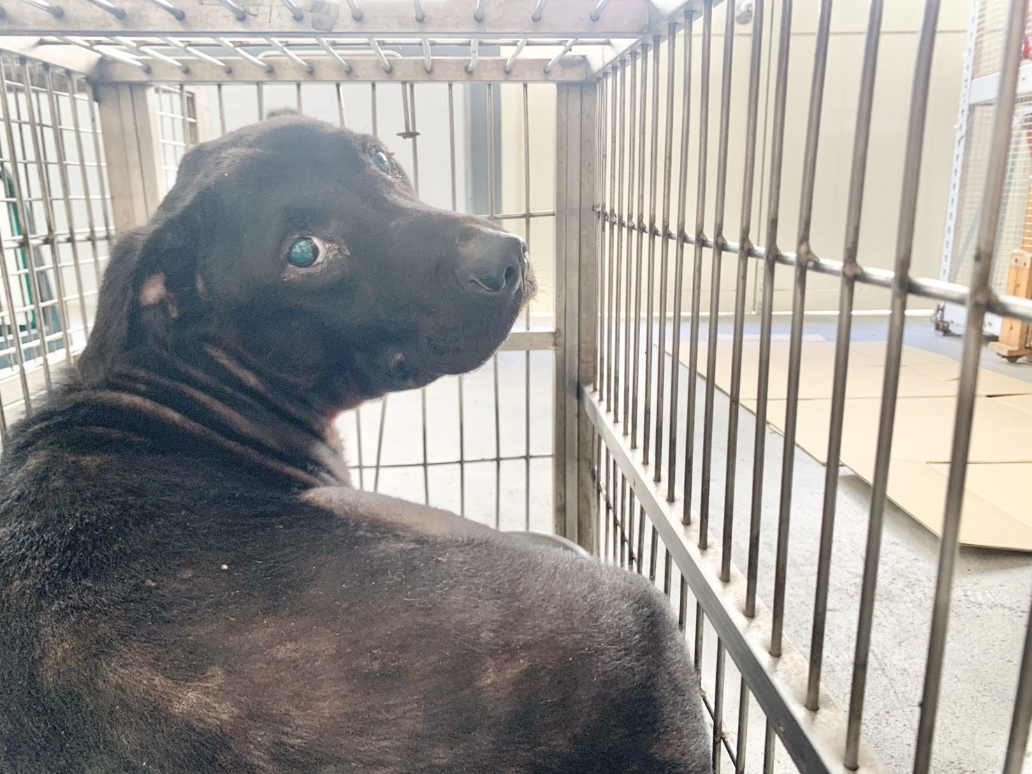 Photo of No. VAAAG115100103, Adult · Male · Medium · Mixed breed