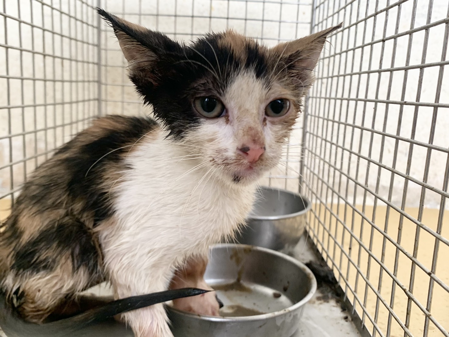 Photo of No. VAAAG115100104, Young · Female · Small · Mixed breed